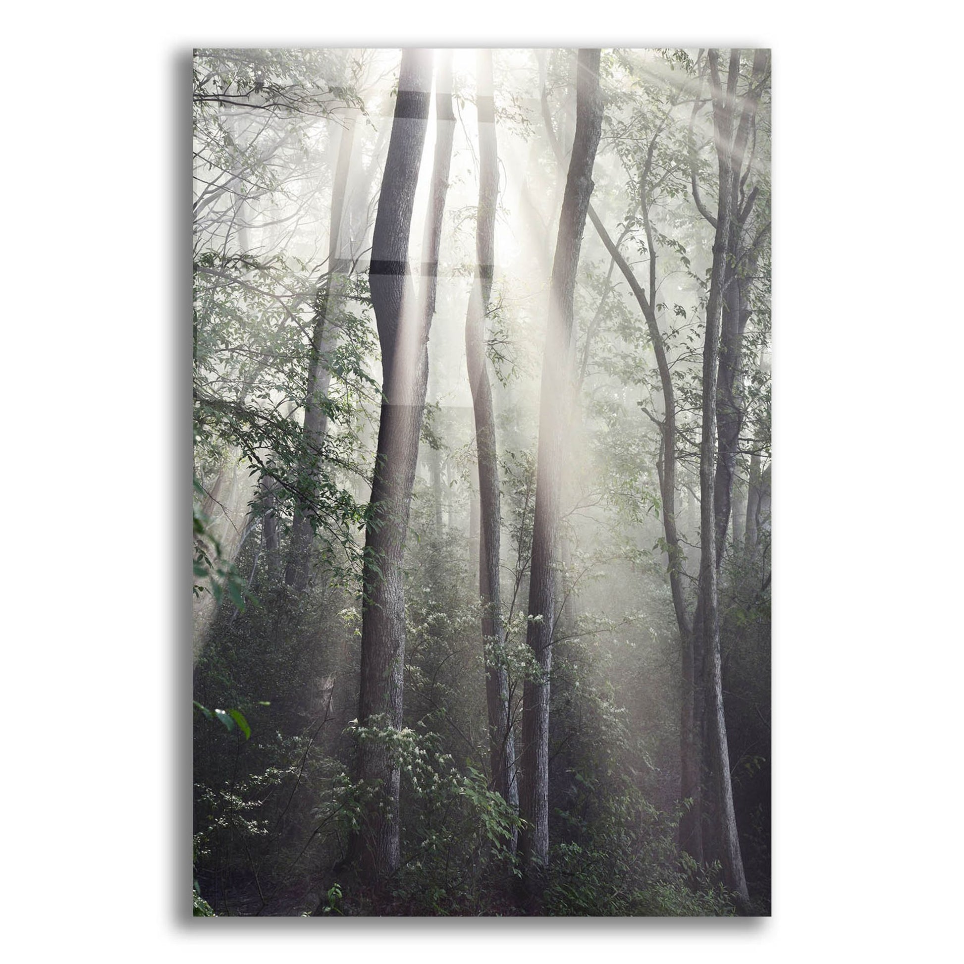 Epic Art 'Woodland Sun' by Nicholas Bell Photography, Acrylic Glass Wall Art,12x16