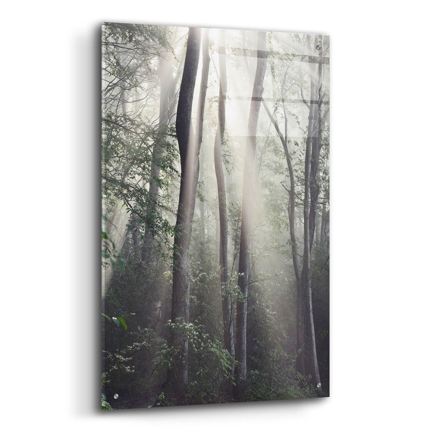 Epic Art 'Woodland Sun' by Nicholas Bell Photography, Acrylic Glass Wall Art,24x36