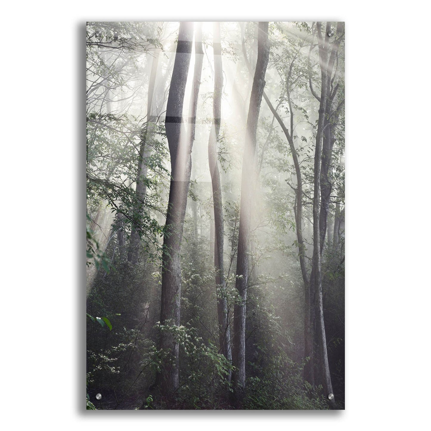 Epic Art 'Woodland Sun' by Nicholas Bell Photography, Acrylic Glass Wall Art,24x36