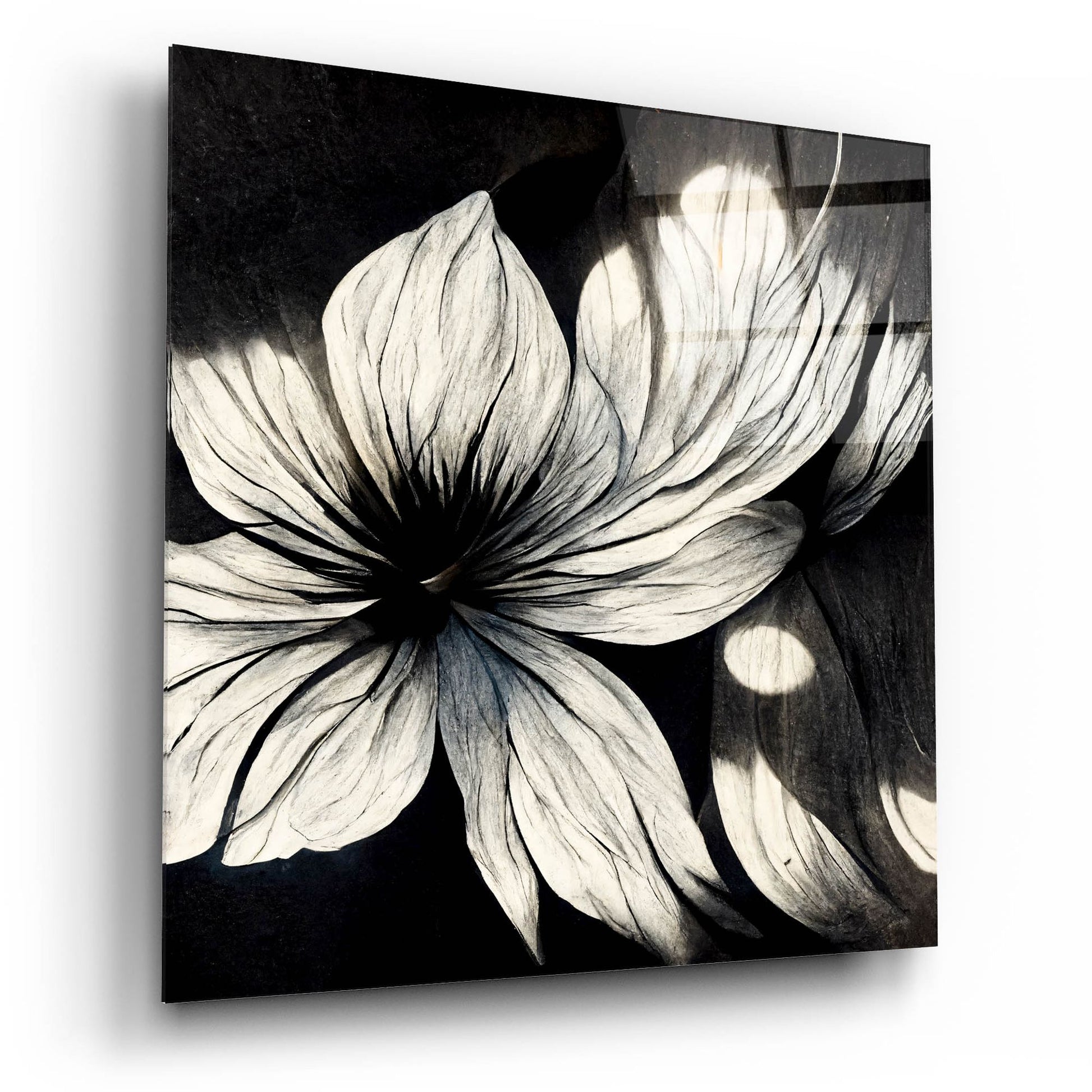 Epic Art 'Flowers Black White 1' by Ray Heere, Acrylic Glass Wall Art,12x12