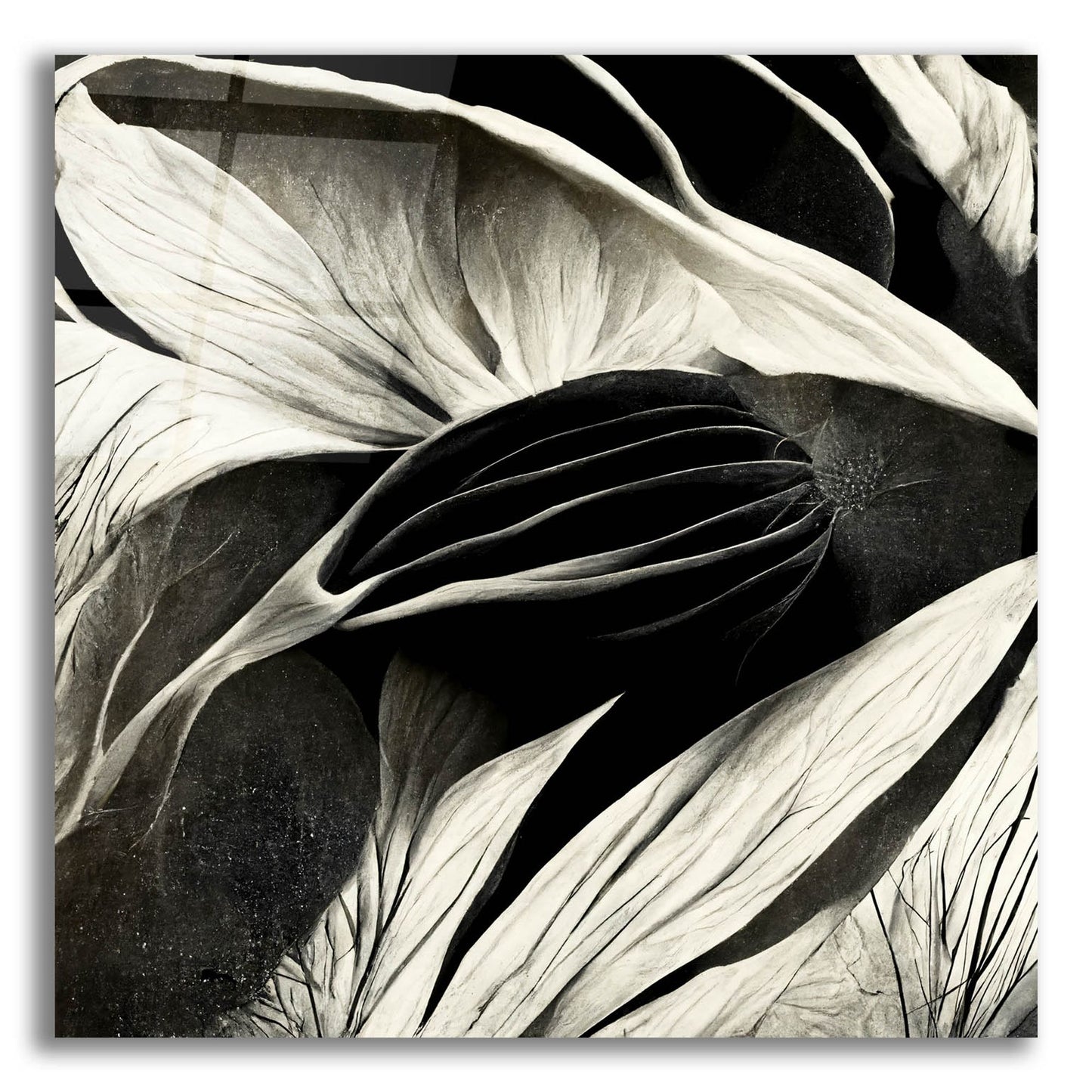 Epic Art 'Flowers Black White 2' by Ray Heere, Acrylic Glass Wall Art,12x12