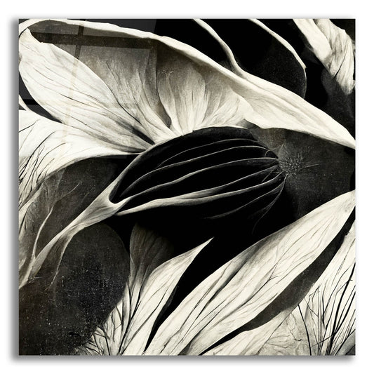 Epic Art 'Flowers Black White 2' by Ray Heere, Acrylic Glass Wall Art