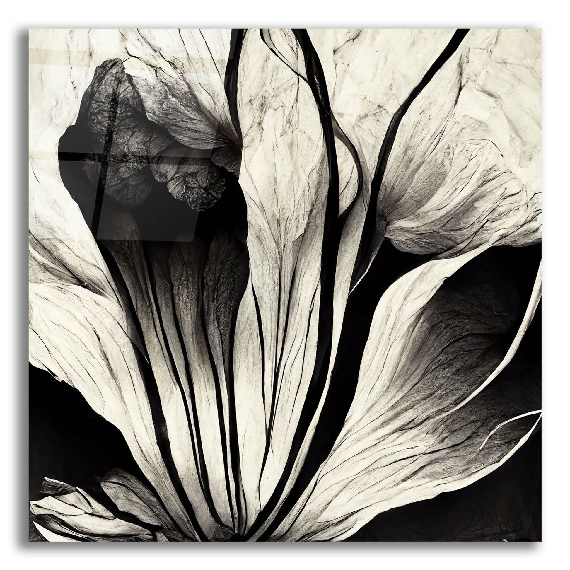 Epic Art 'Flowers Black White 3' by Ray Heere, Acrylic Glass Wall Art,12x12