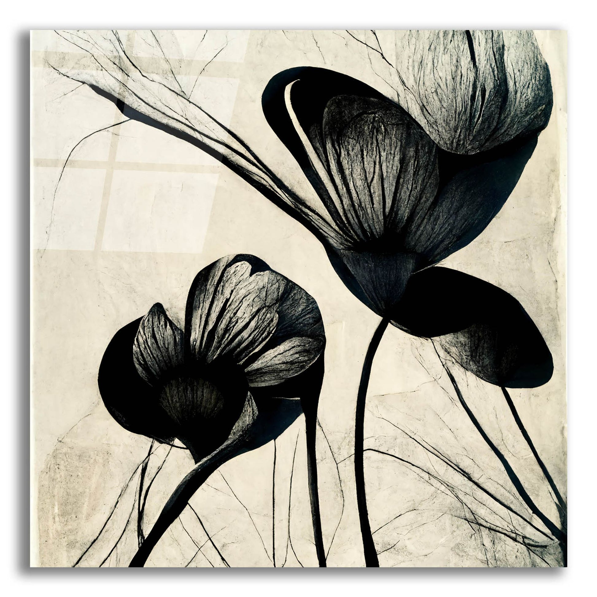 Epic Art 'Flowers Black White 4' by Ray Heere, Acrylic Glass Wall Art,12x12