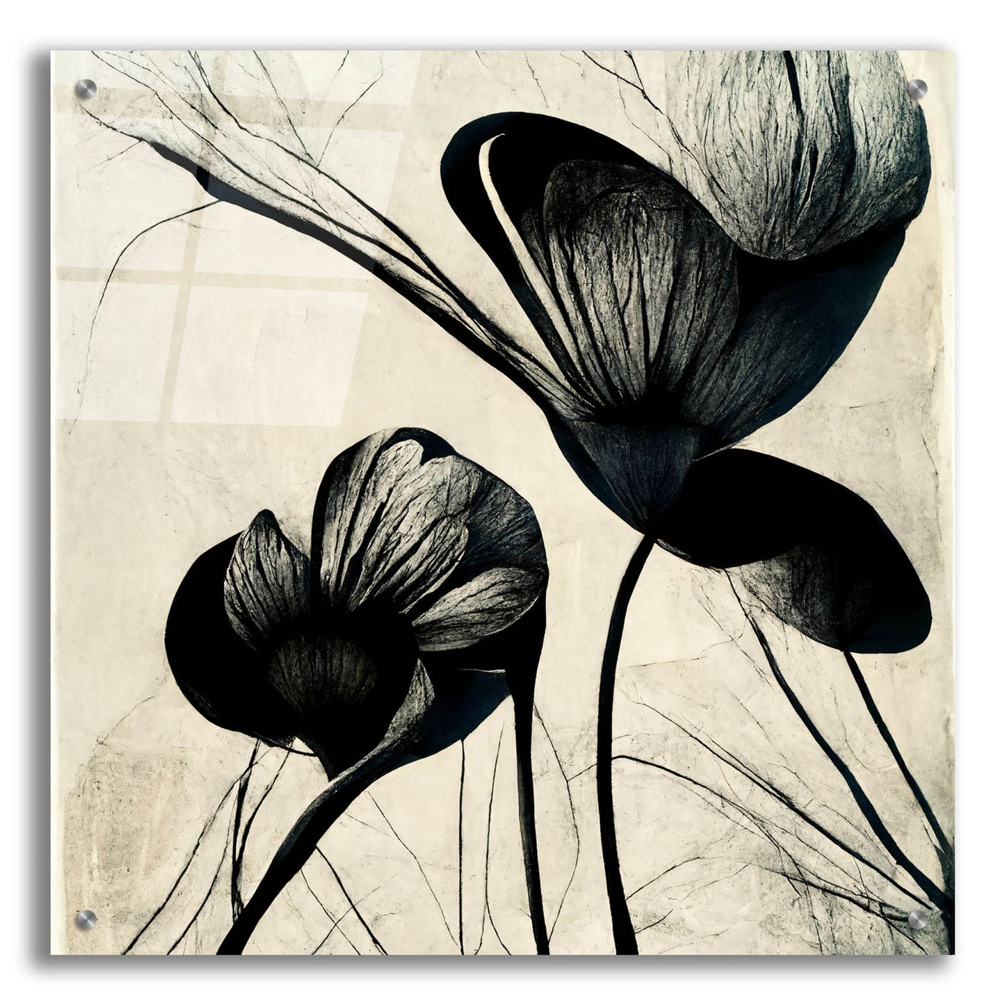 Epic Art 'Flowers Black White 4' by Ray Heere, Acrylic Glass Wall Art,24x24