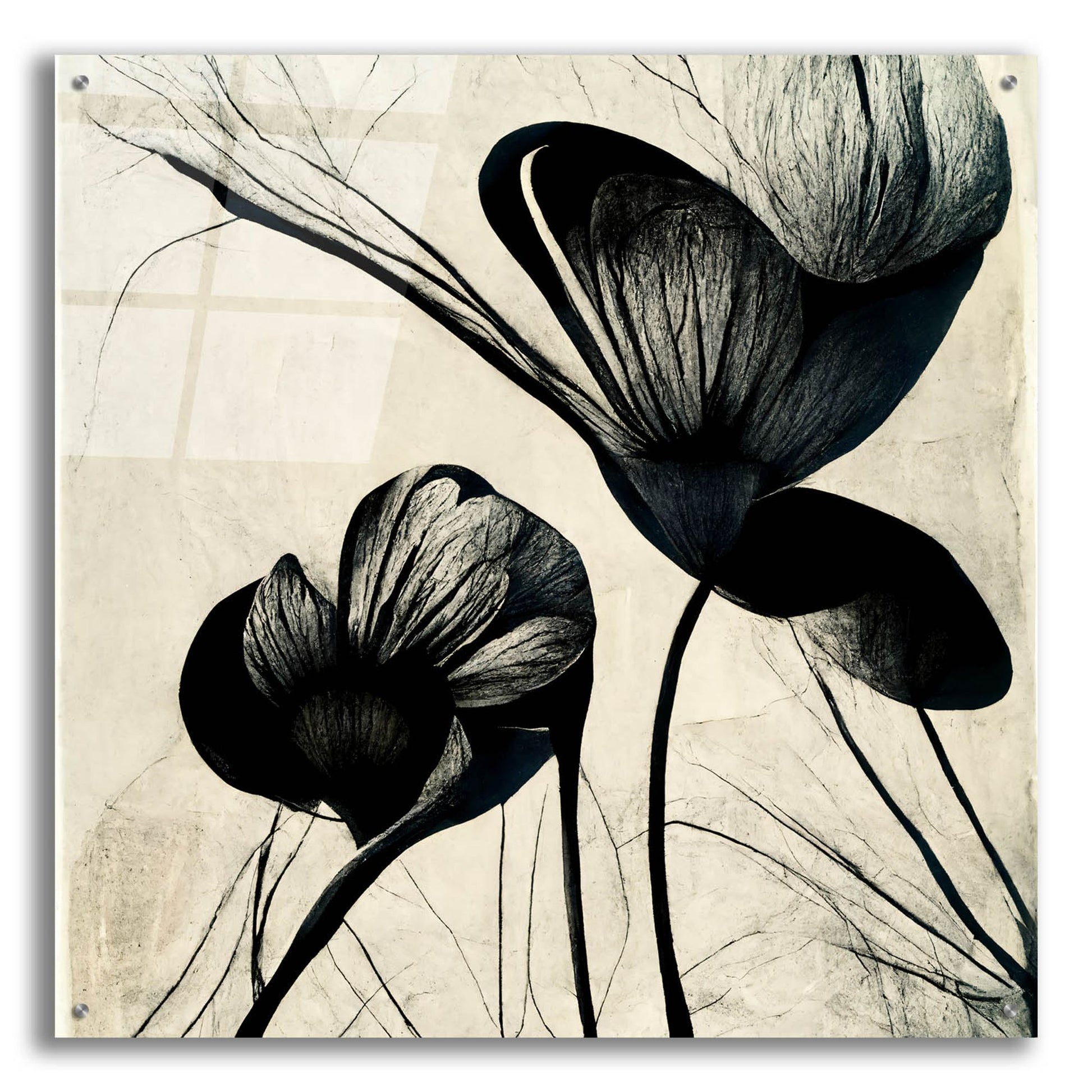 Epic Art 'Flowers Black White 4' by Ray Heere, Acrylic Glass Wall Art,36x36