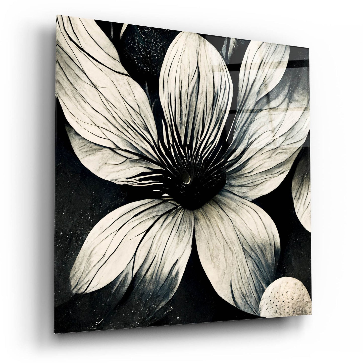 Epic Art 'Flowers Black White 5' by Ray Heere, Acrylic Glass Wall Art,12x12