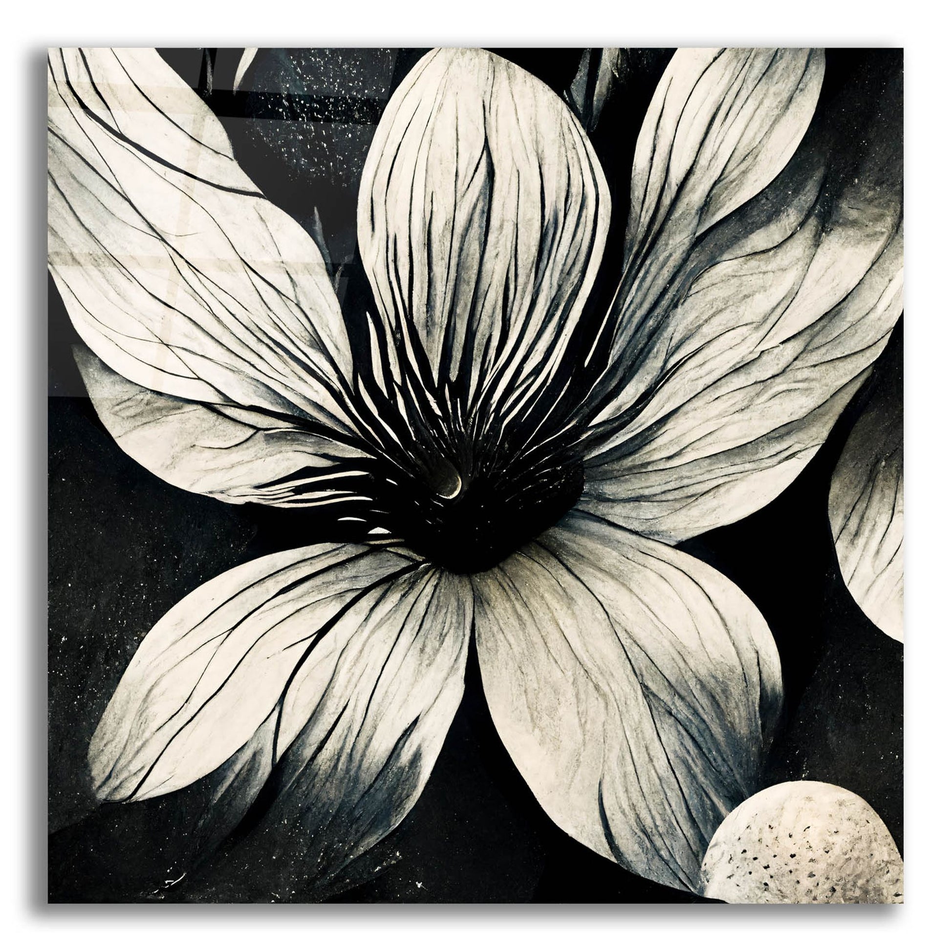 Epic Art 'Flowers Black White 5' by Ray Heere, Acrylic Glass Wall Art,12x12