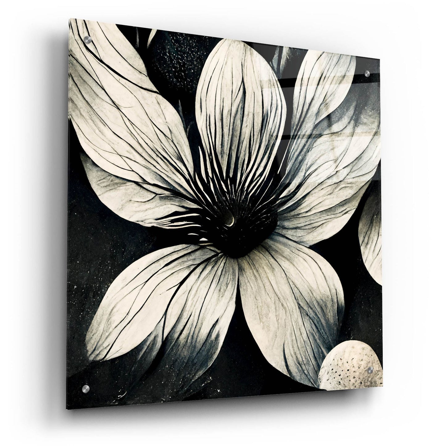 Epic Art 'Flowers Black White 5' by Ray Heere, Acrylic Glass Wall Art,24x24