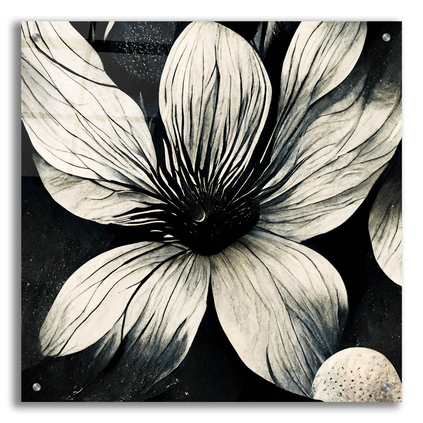 Epic Art 'Flowers Black White 5' by Ray Heere, Acrylic Glass Wall Art,24x24