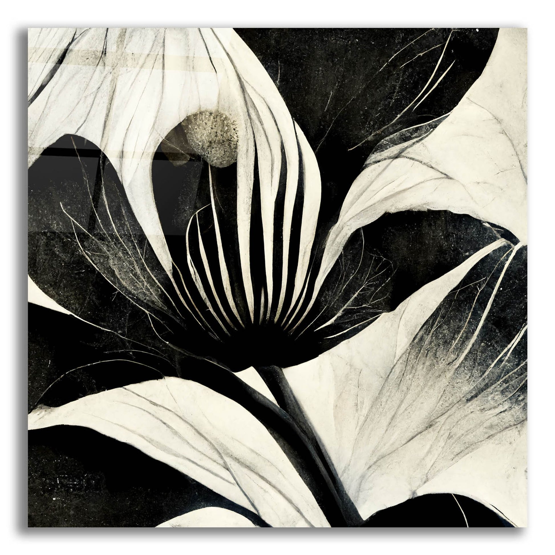 Epic Art 'Flowers Black White 6' by Ray Heere, Acrylic Glass Wall Art,12x12