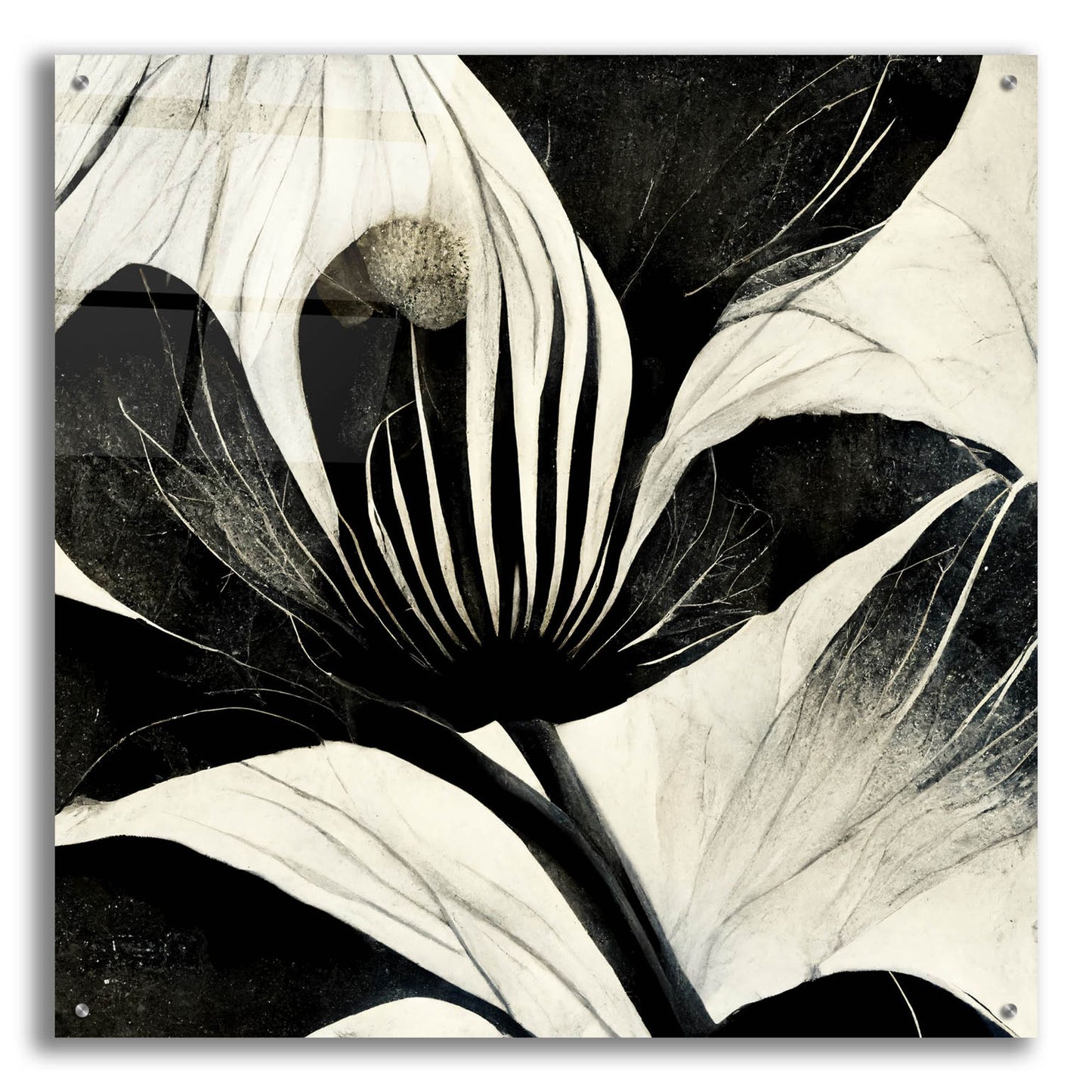 Epic Art 'Flowers Black White 6' by Ray Heere, Acrylic Glass Wall Art,36x36