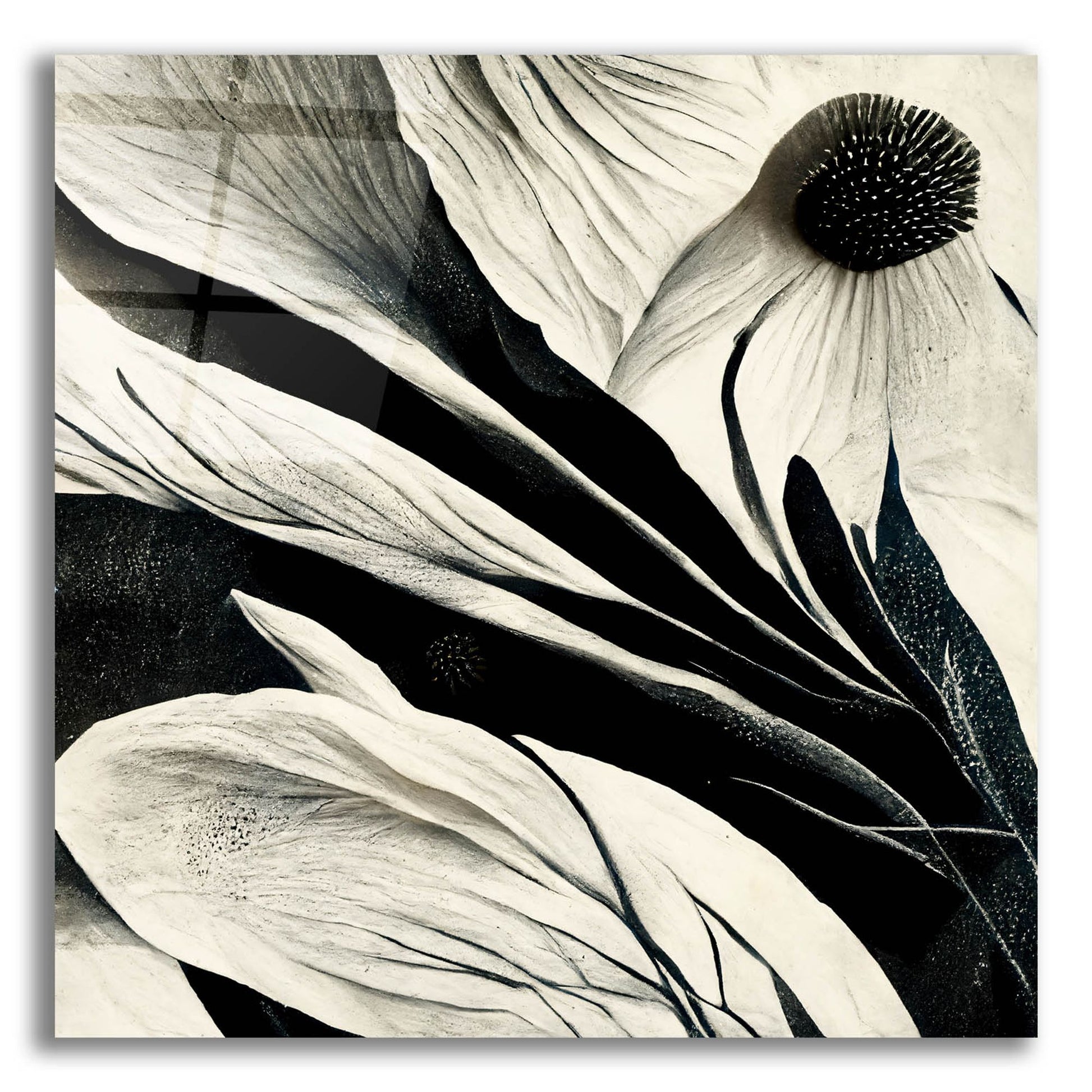 Epic Art 'Flowers Black White 7' by Ray Heere, Acrylic Glass Wall Art,12x12