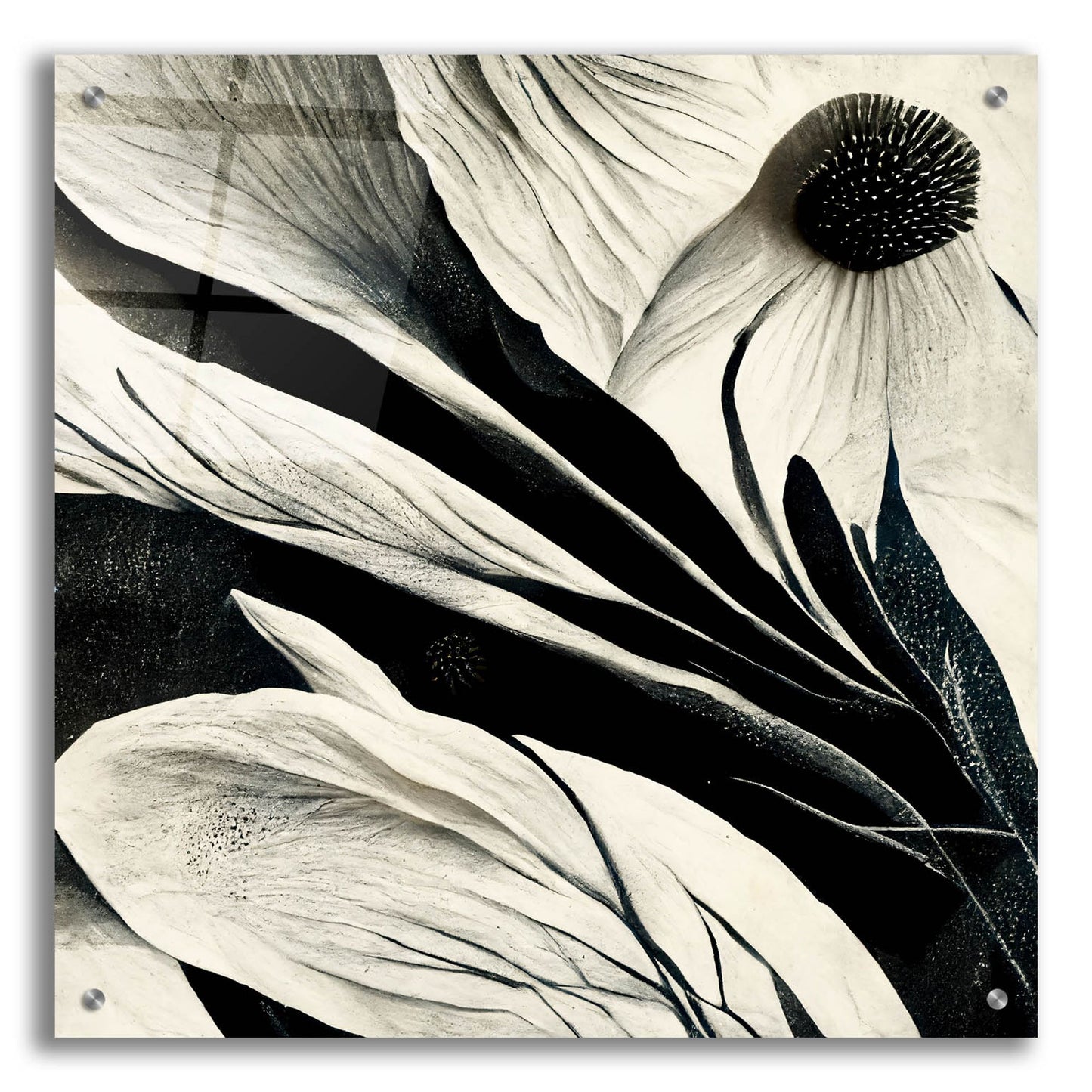 Epic Art 'Flowers Black White 7' by Ray Heere, Acrylic Glass Wall Art,24x24