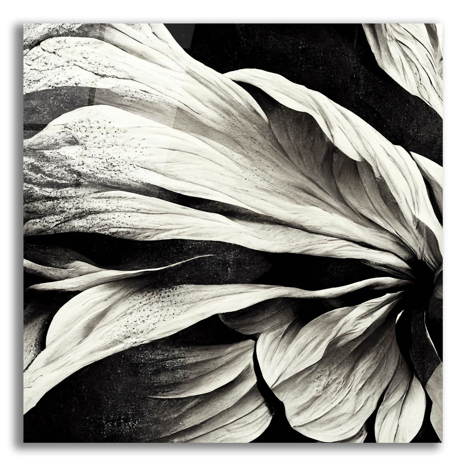 Epic Art 'Flowers Black White 9' by Ray Heere, Acrylic Glass Wall Art,12x12