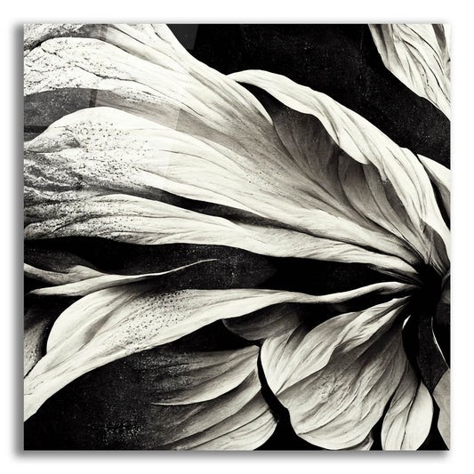 Epic Art 'Flowers Black White 9' by Ray Heere, Acrylic Glass Wall Art