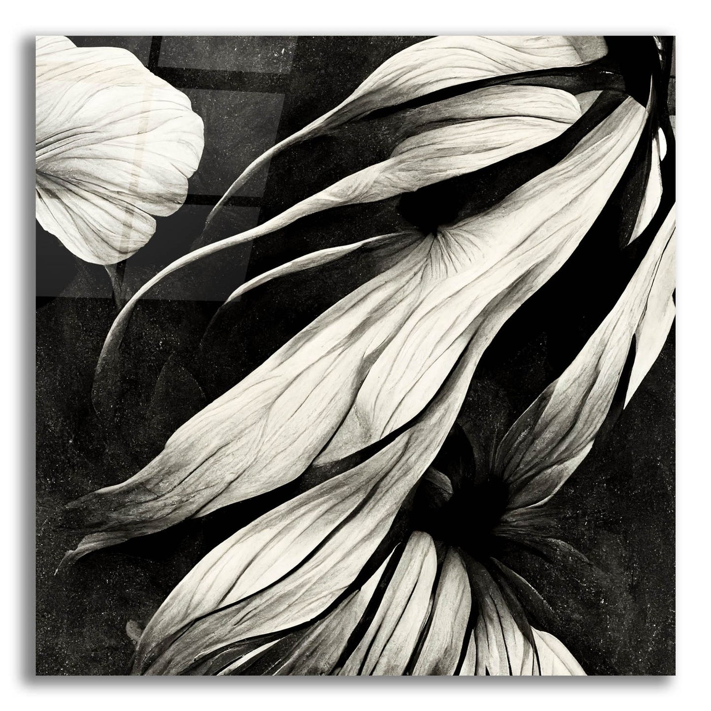 Epic Art 'Flowers Black White 11' by Ray Heere, Acrylic Glass Wall Art,12x12