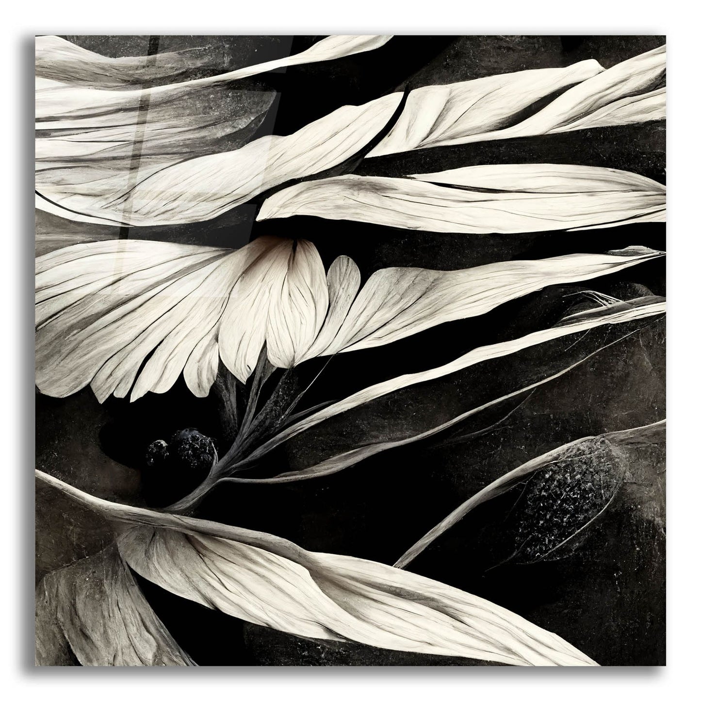 Epic Art 'Flowers Black White 12' by Ray Heere, Acrylic Glass Wall Art,12x12