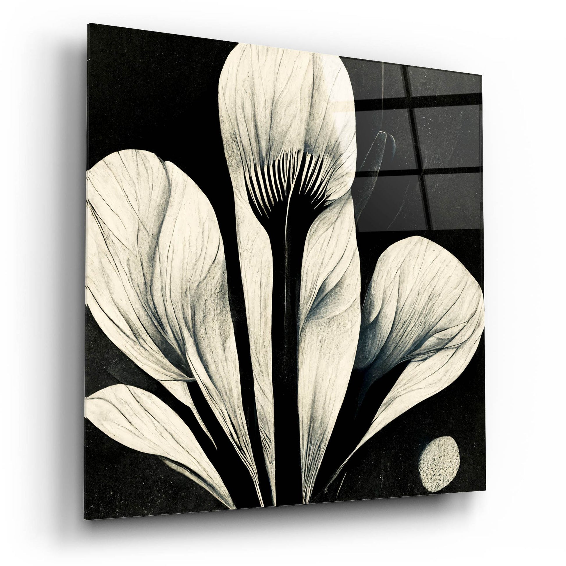 Epic Art 'Flowers Black White 13' by Ray Heere, Acrylic Glass Wall Art,12x12