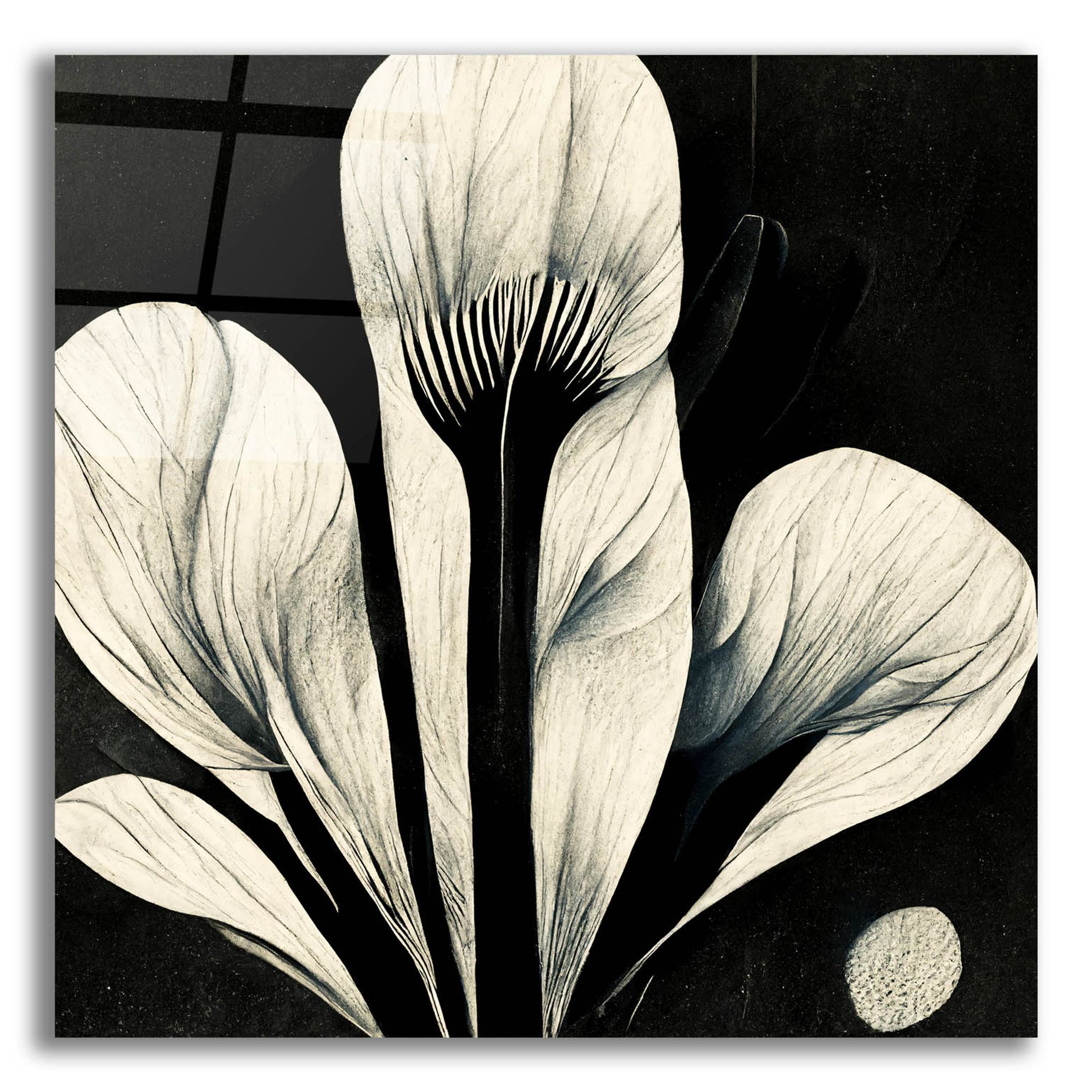 Epic Art 'Flowers Black White 13' by Ray Heere, Acrylic Glass Wall Art,12x12