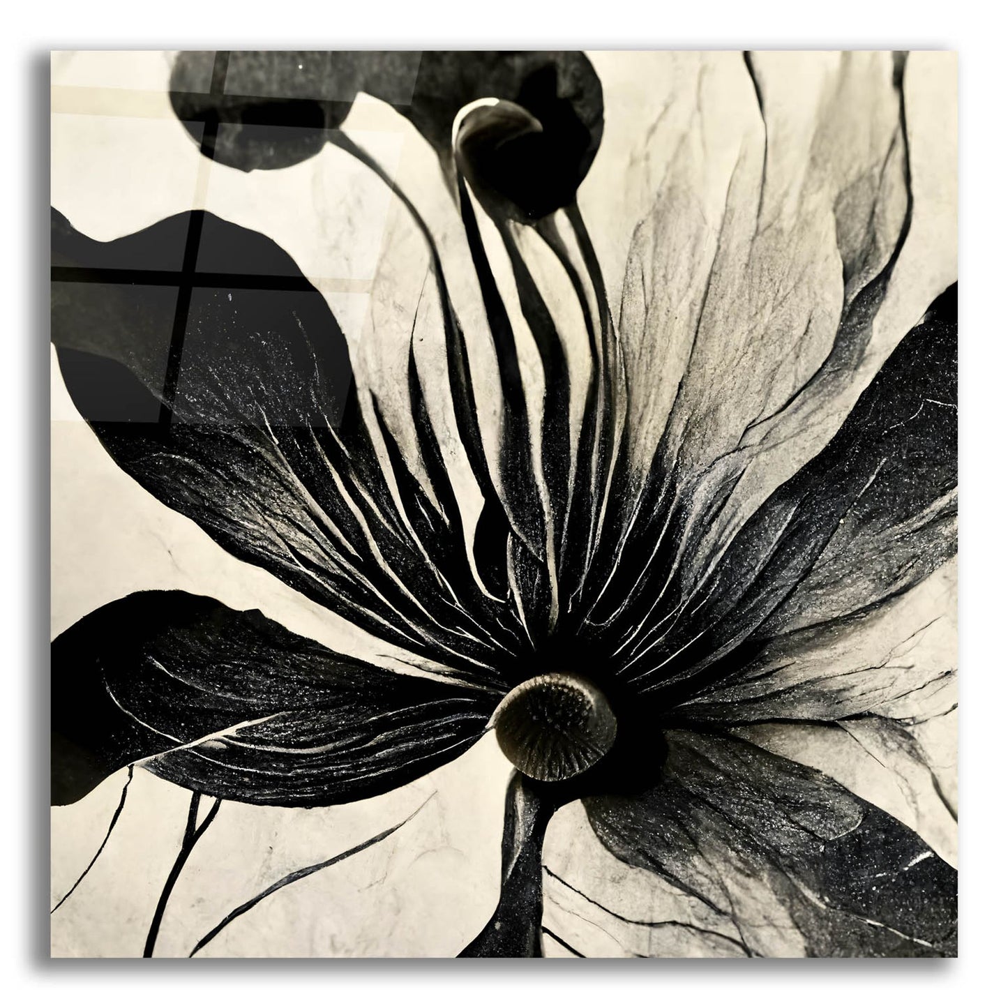 Epic Art 'Flowers Black White 14' by Ray Heere, Acrylic Glass Wall Art,12x12