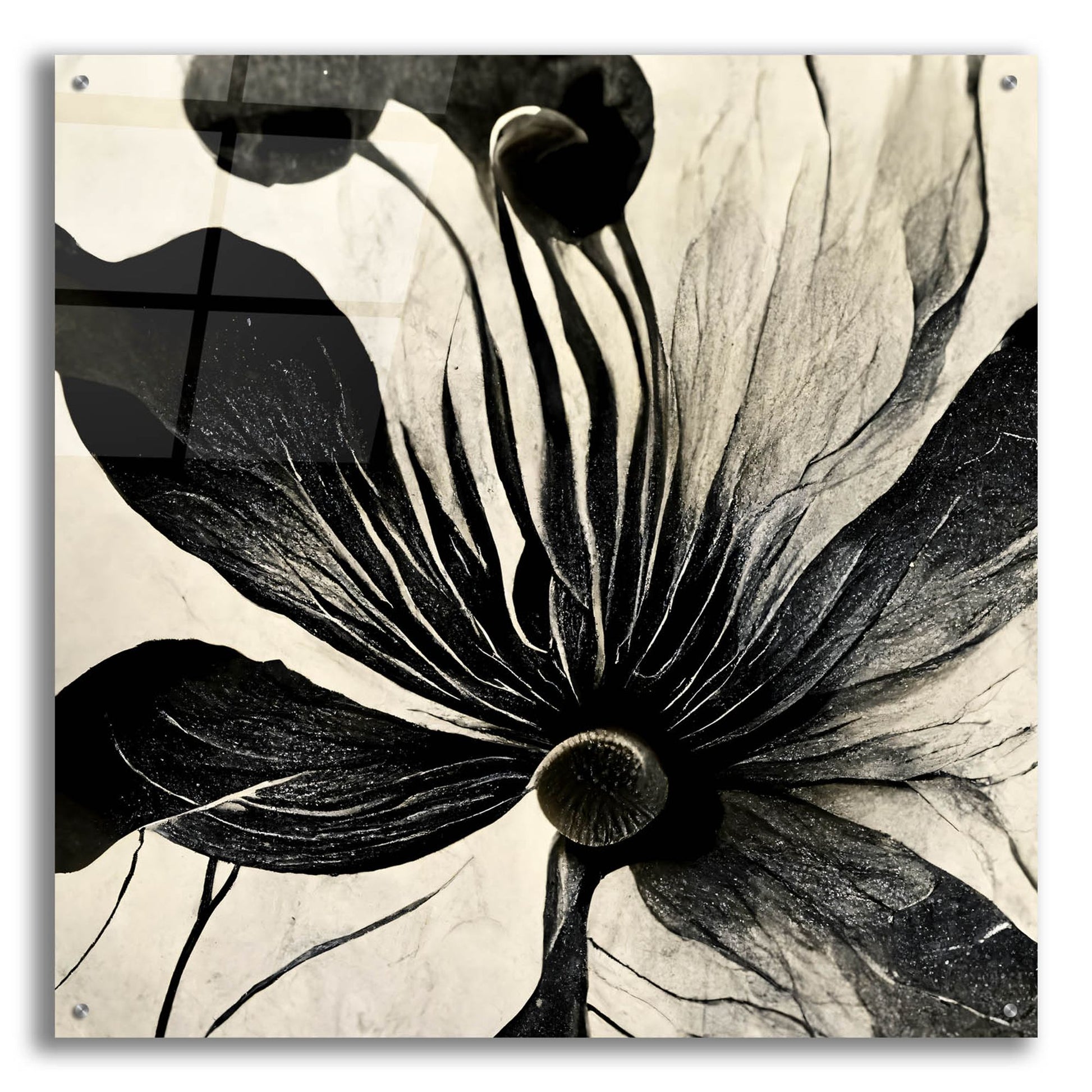 Epic Art 'Flowers Black White 14' by Ray Heere, Acrylic Glass Wall Art,36x36