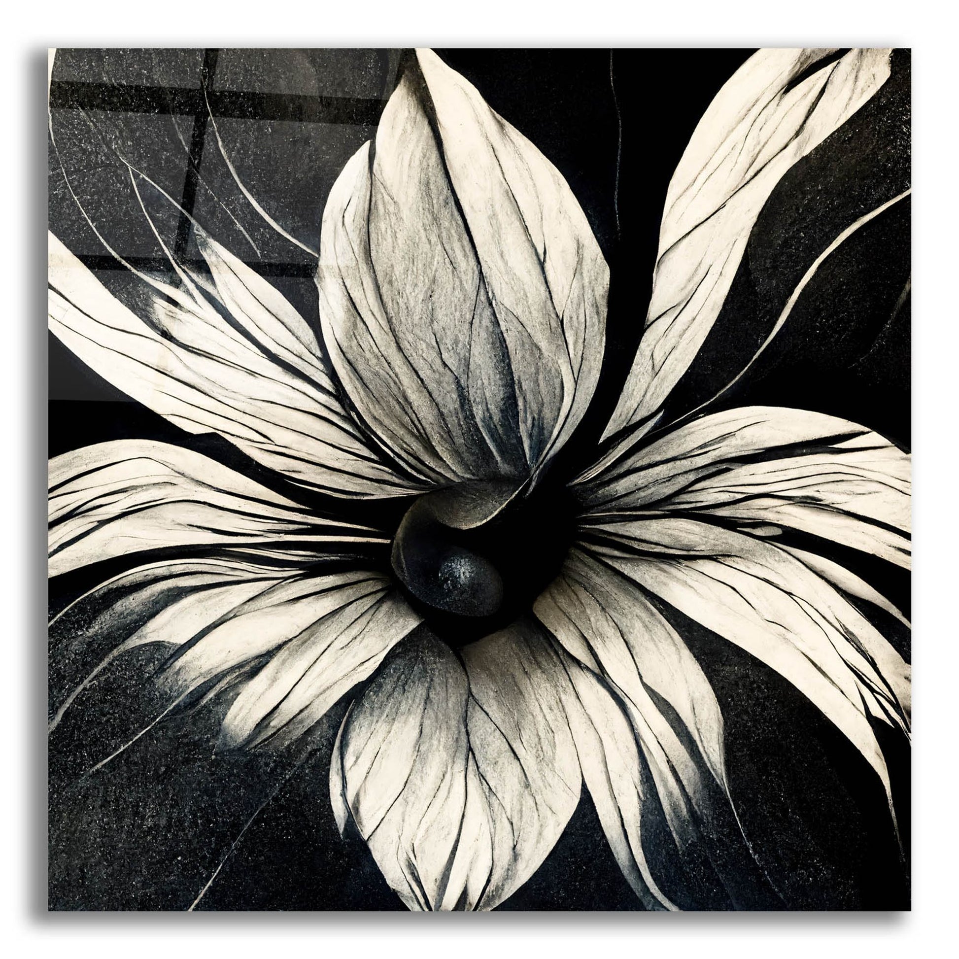 Epic Art 'Flowers Black White 19' by Ray Heere, Acrylic Glass Wall Art,12x12