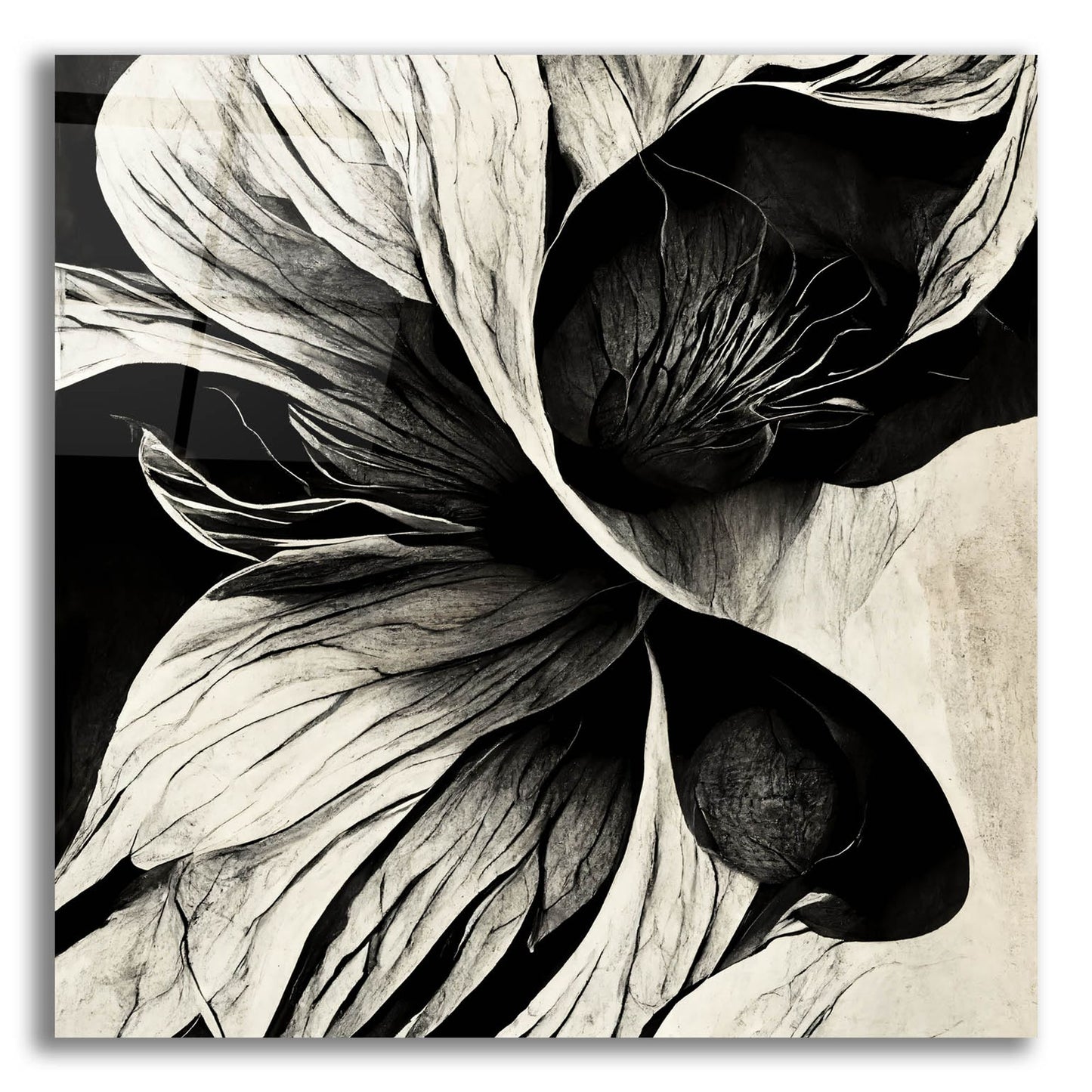 Epic Art 'Flowers Black White 20' by Ray Heere, Acrylic Glass Wall Art,12x12