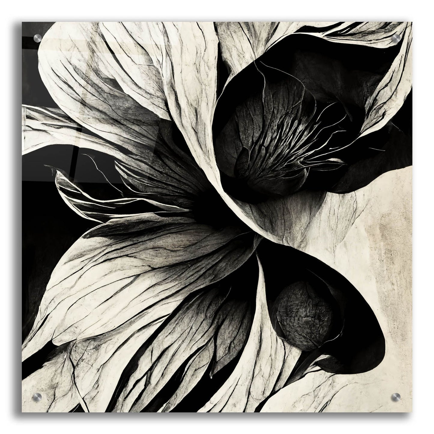 Epic Art 'Flowers Black White 20' by Ray Heere, Acrylic Glass Wall Art,24x24