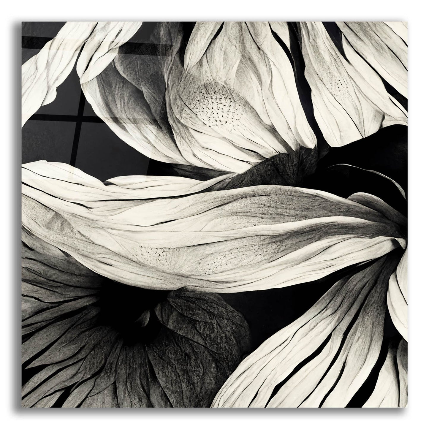 Epic Art 'Flowers Black White 23' by Ray Heere, Acrylic Glass Wall Art,12x12