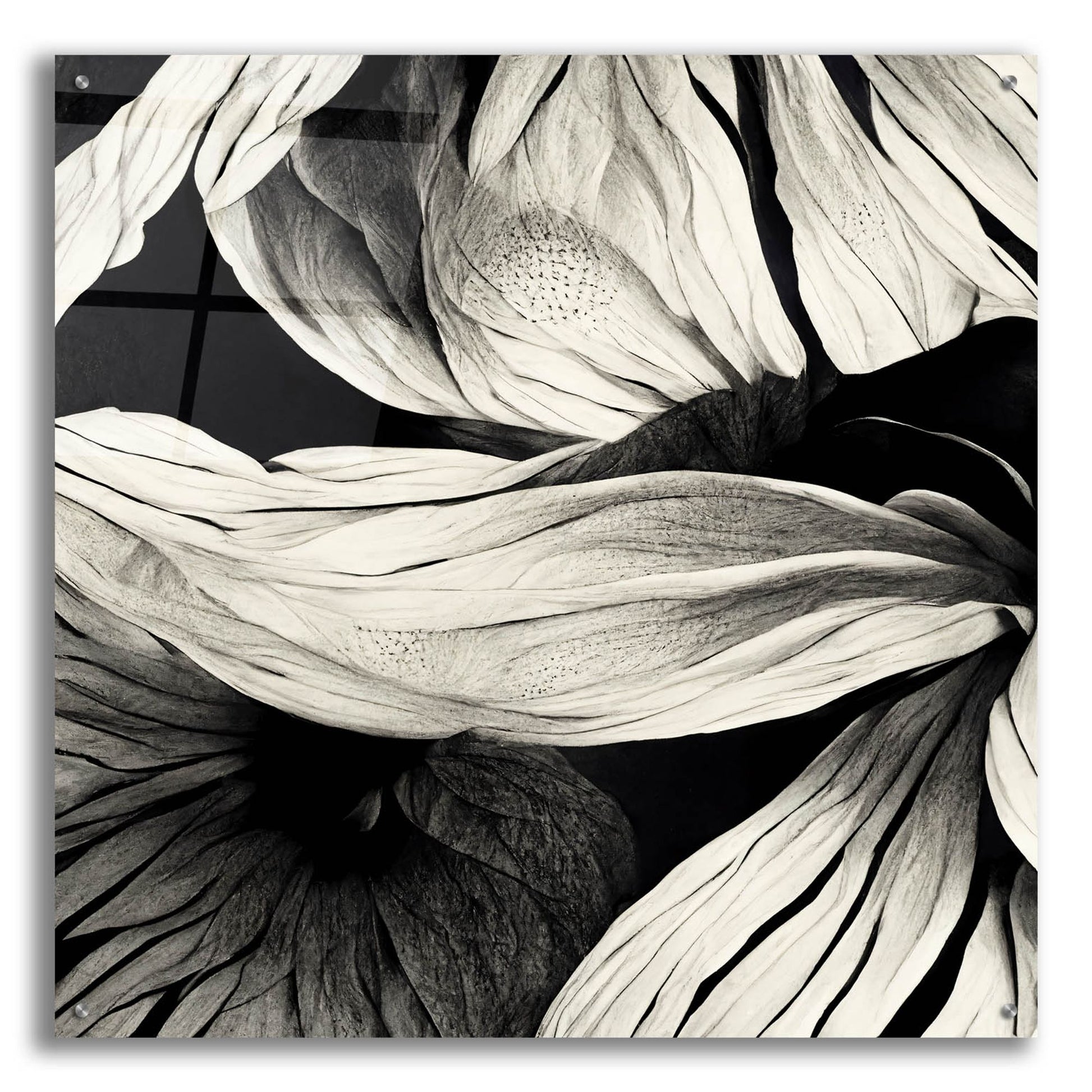 Epic Art 'Flowers Black White 23' by Ray Heere, Acrylic Glass Wall Art,36x36