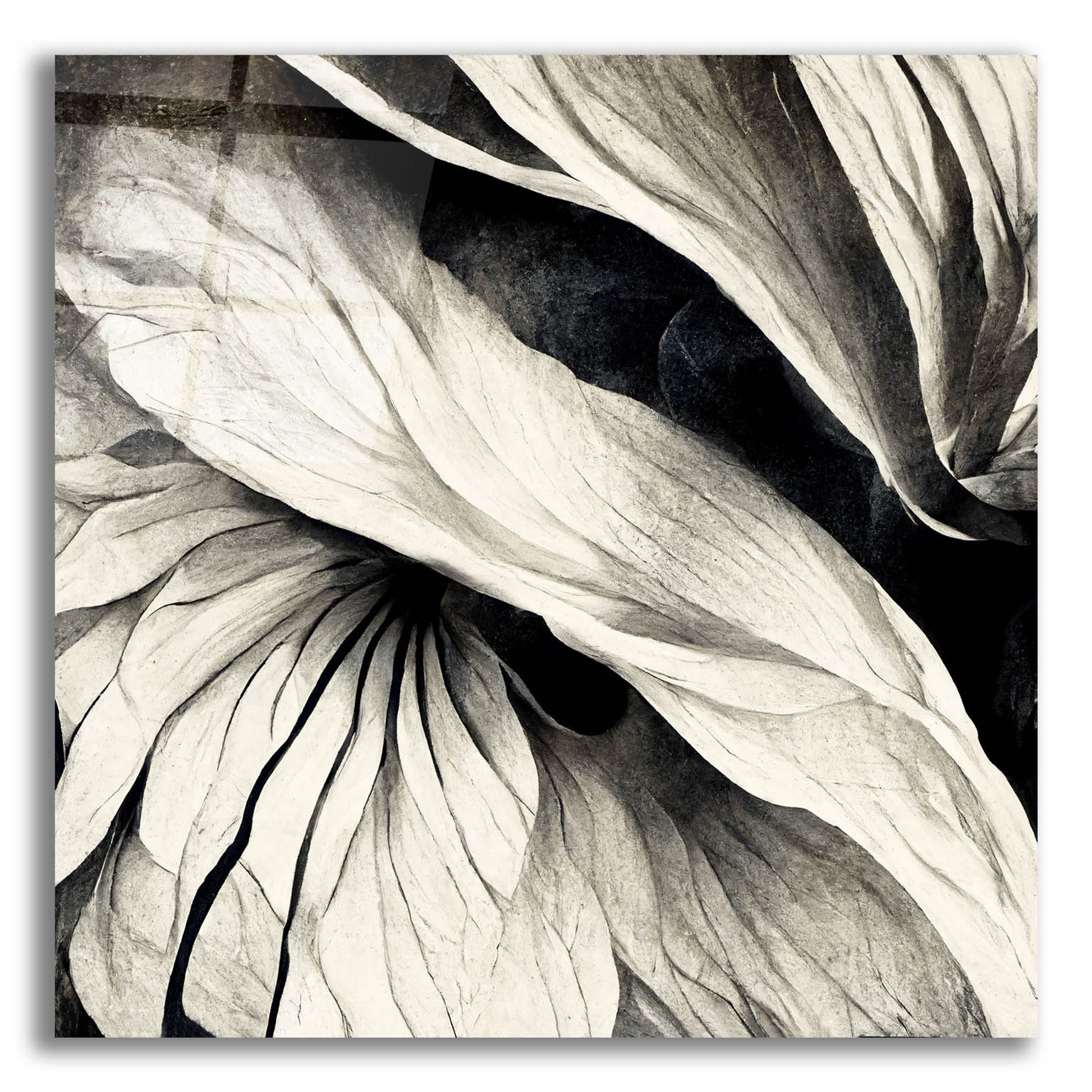 Epic Art 'Flowers Black White 24' by Ray Heere, Acrylic Glass Wall Art,12x12