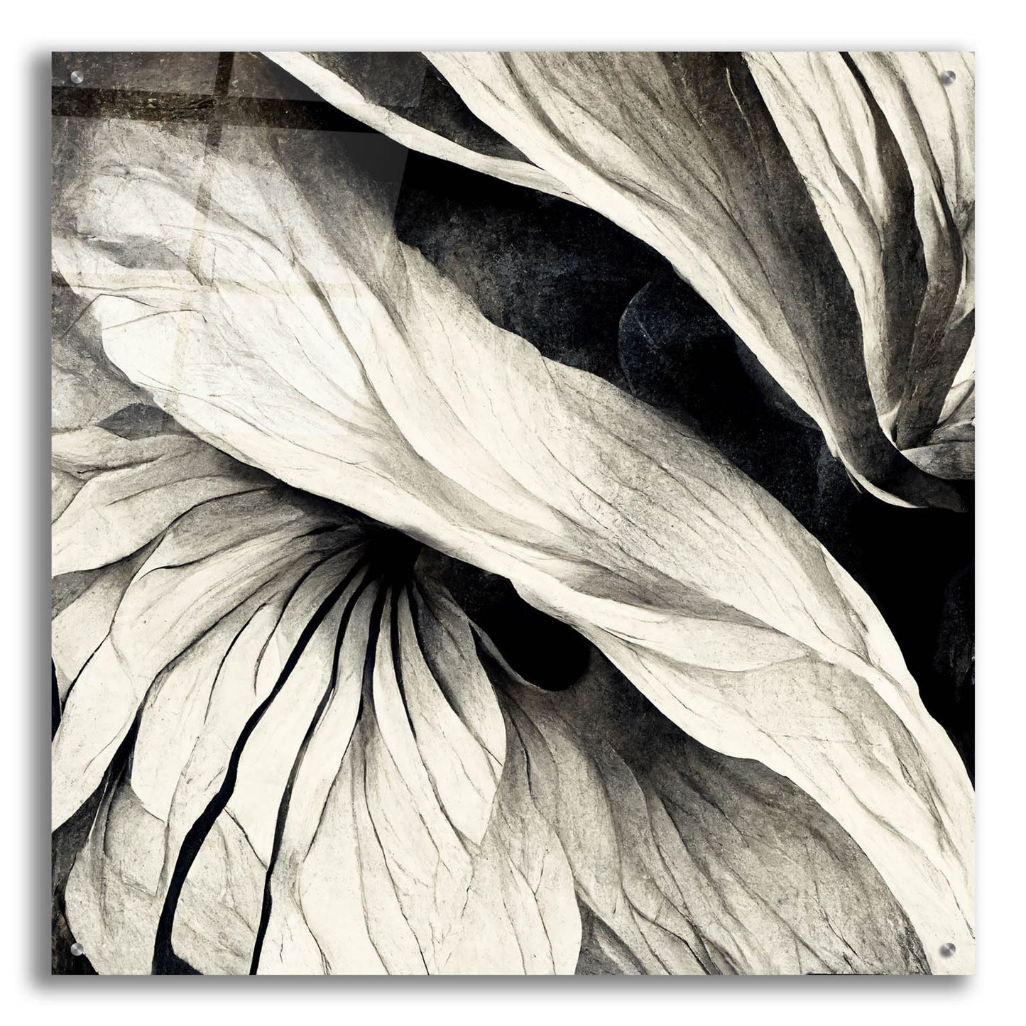 Epic Art 'Flowers Black White 24' by Ray Heere, Acrylic Glass Wall Art,36x36