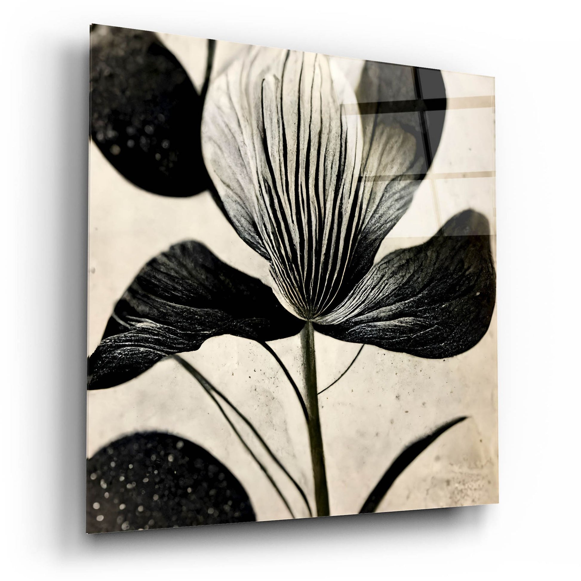 Epic Art 'Flowers Black White 26' by Ray Heere, Acrylic Glass Wall Art,12x12