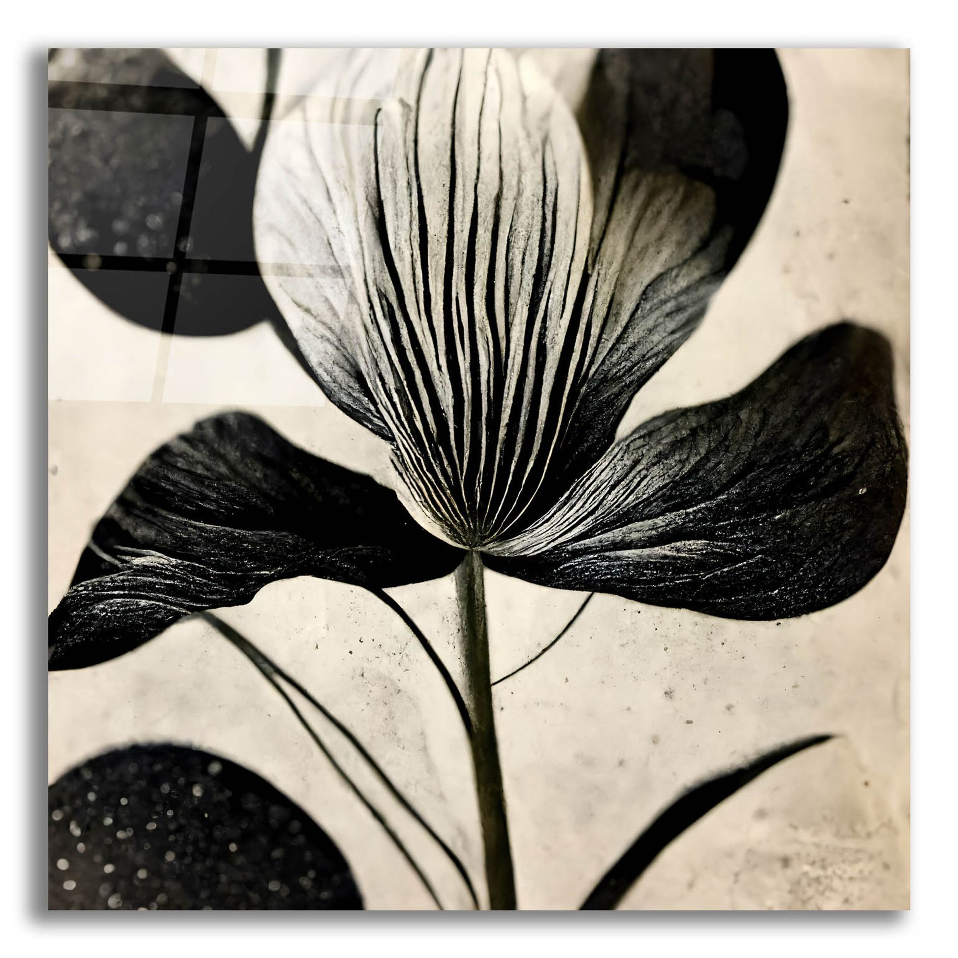 Epic Art 'Flowers Black White 26' by Ray Heere, Acrylic Glass Wall Art,12x12