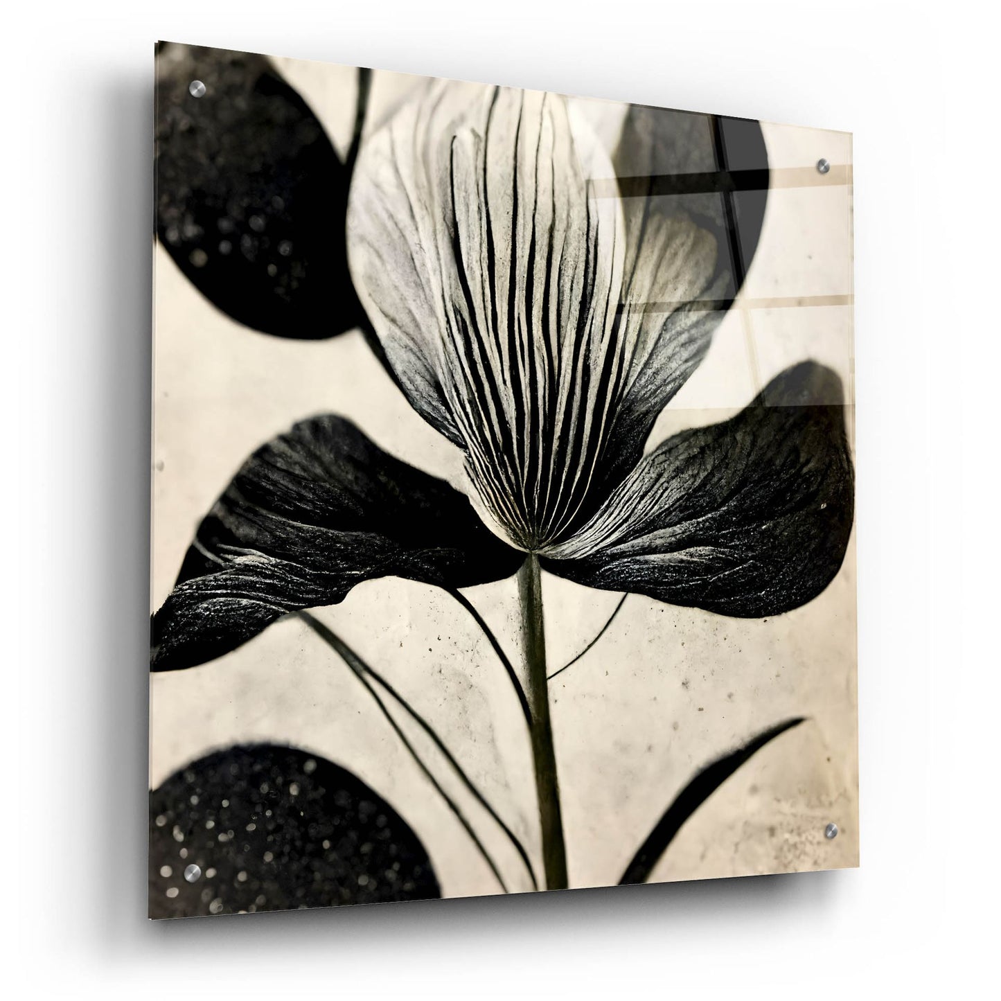 Epic Art 'Flowers Black White 26' by Ray Heere, Acrylic Glass Wall Art,24x24