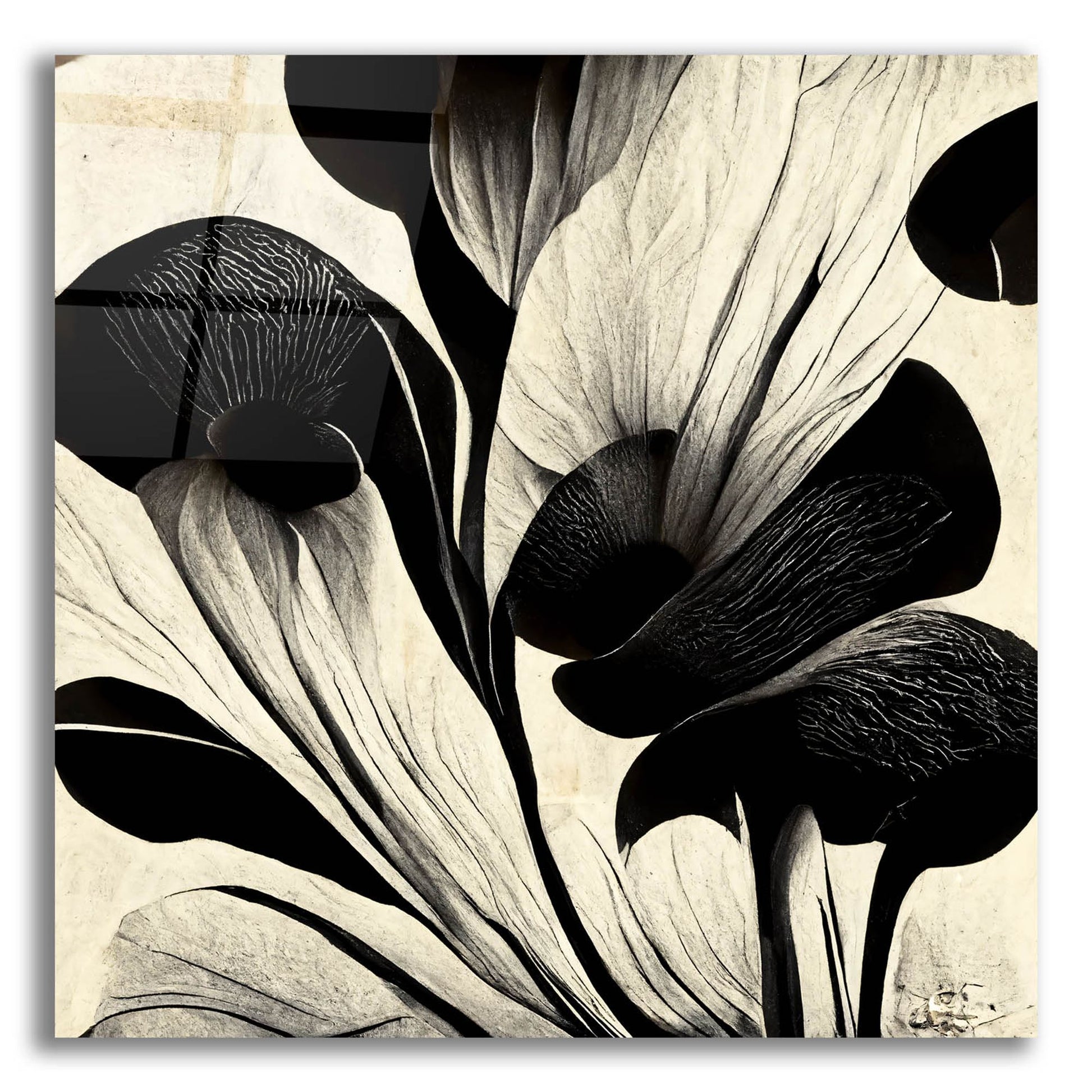 Epic Art 'Flowers Black White 27' by Ray Heere, Acrylic Glass Wall Art,12x12