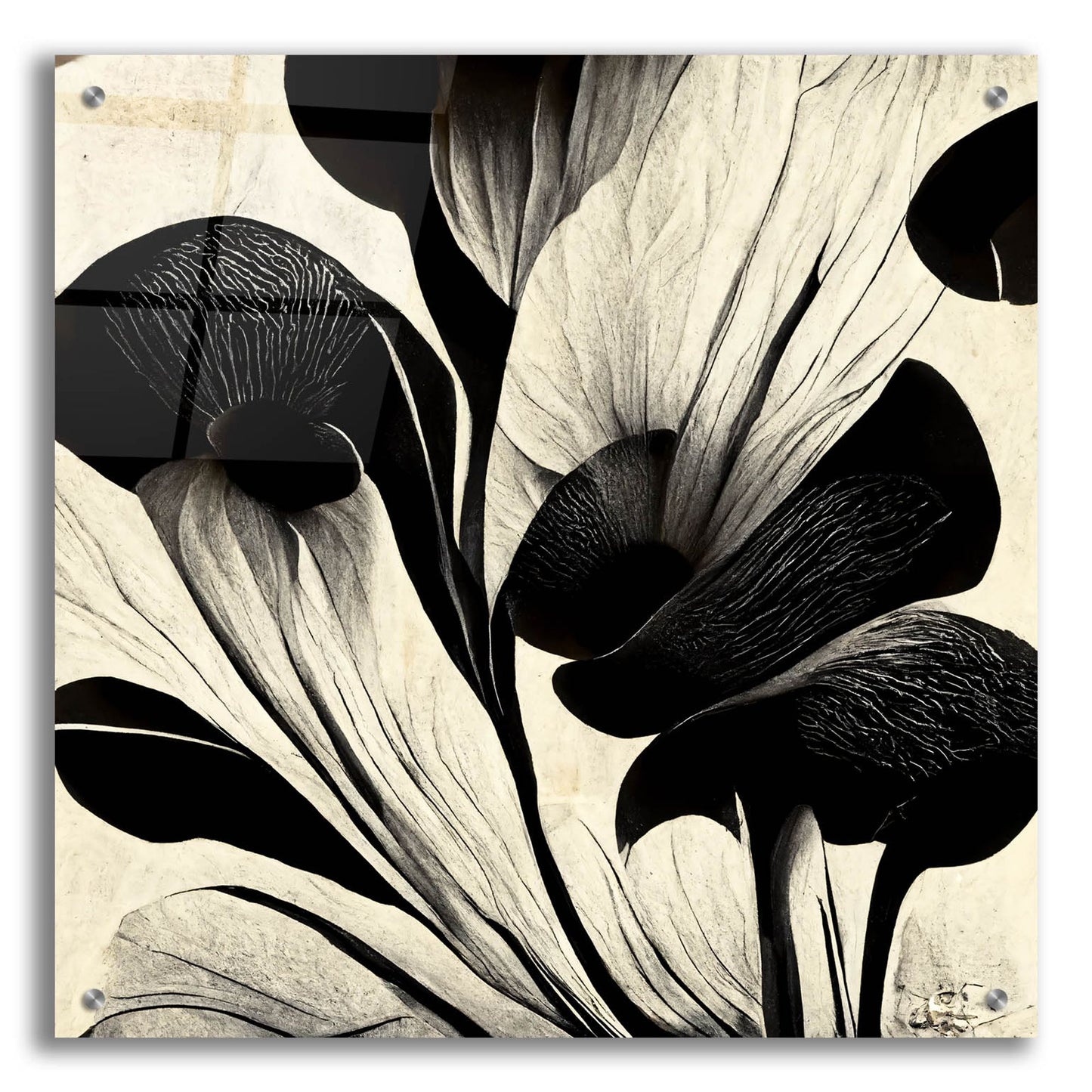 Epic Art 'Flowers Black White 27' by Ray Heere, Acrylic Glass Wall Art,24x24