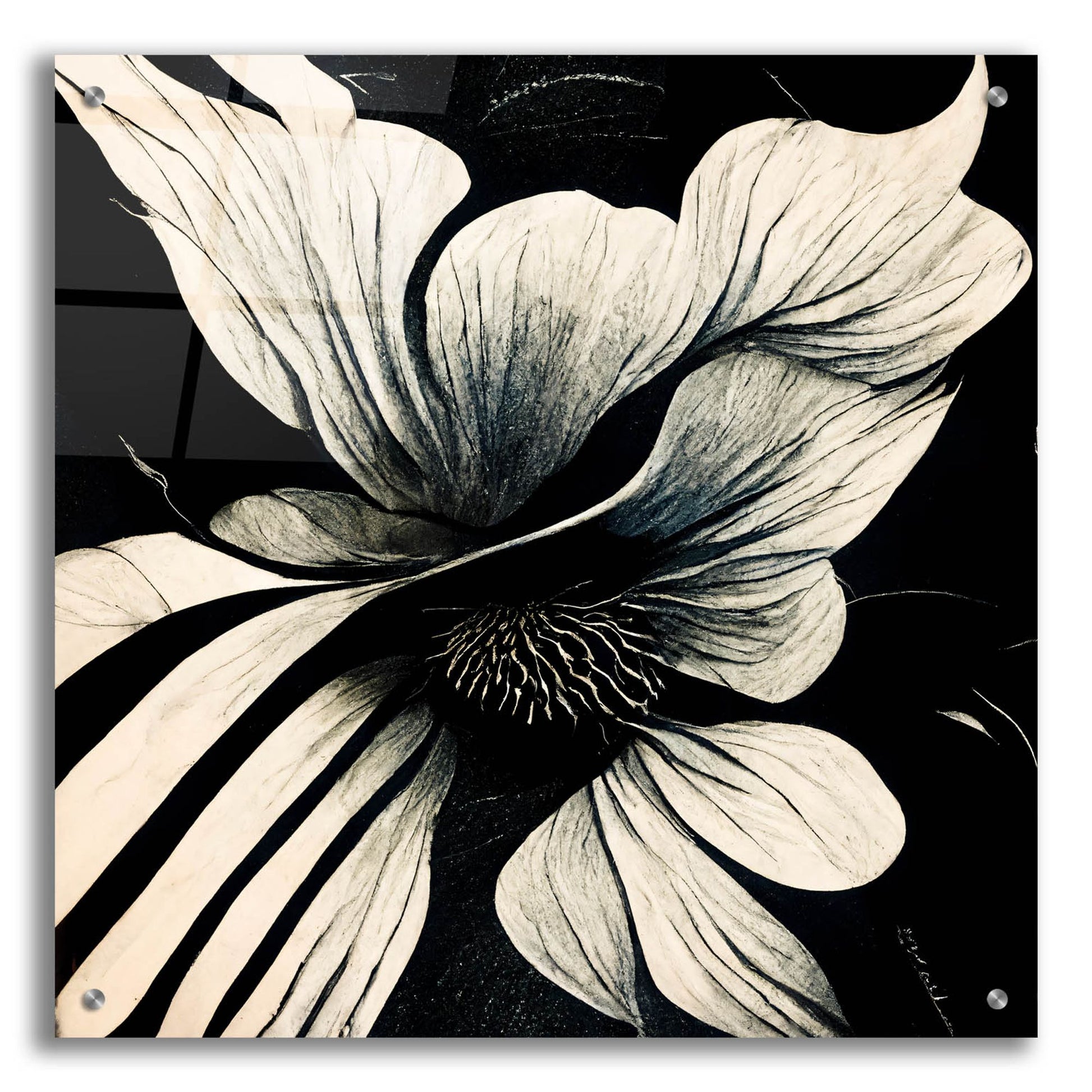 Epic Art 'Flowers Black White 28' by Ray Heere, Acrylic Glass Wall Art,24x24