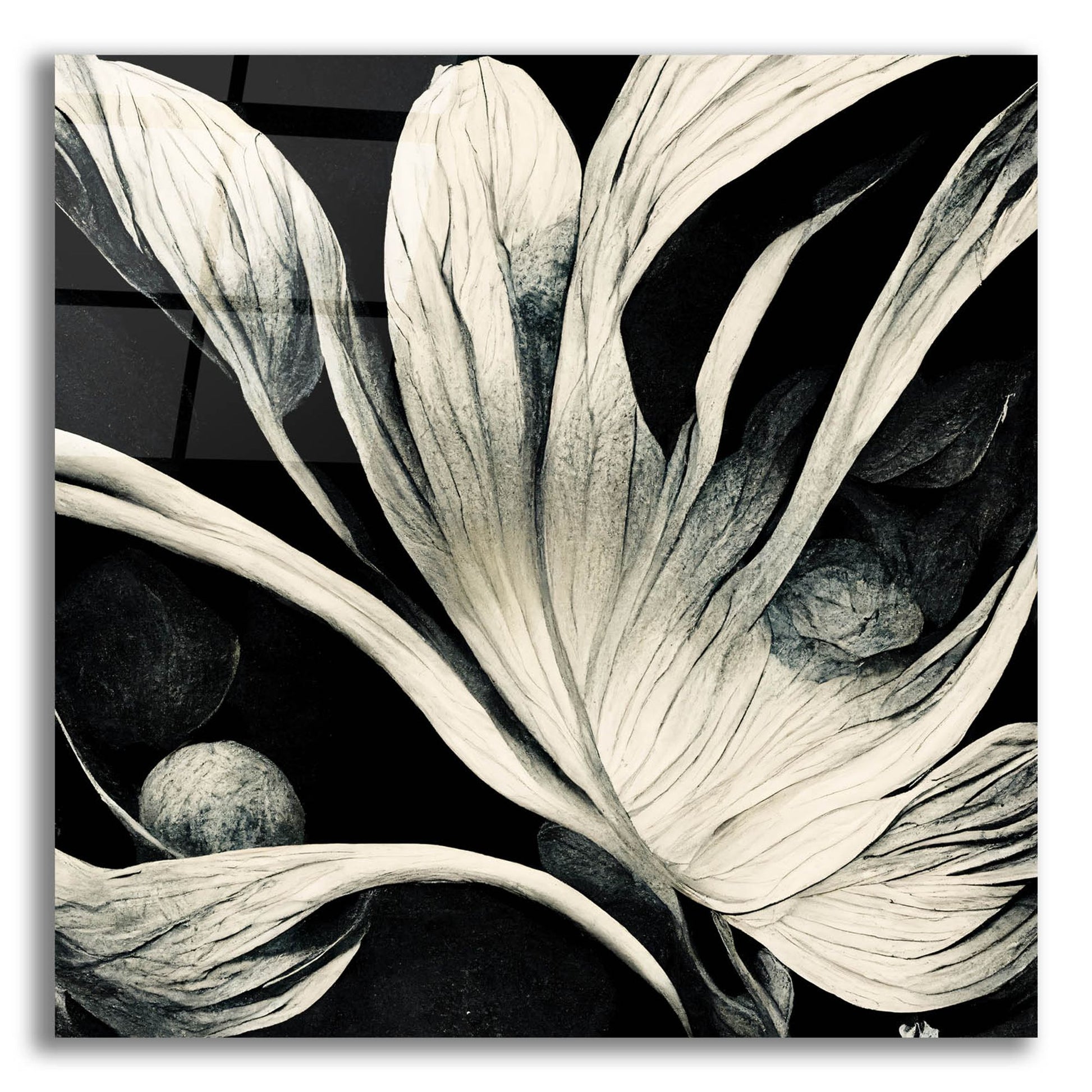 Epic Art 'Flowers Black White 29' by Ray Heere, Acrylic Glass Wall Art,12x12