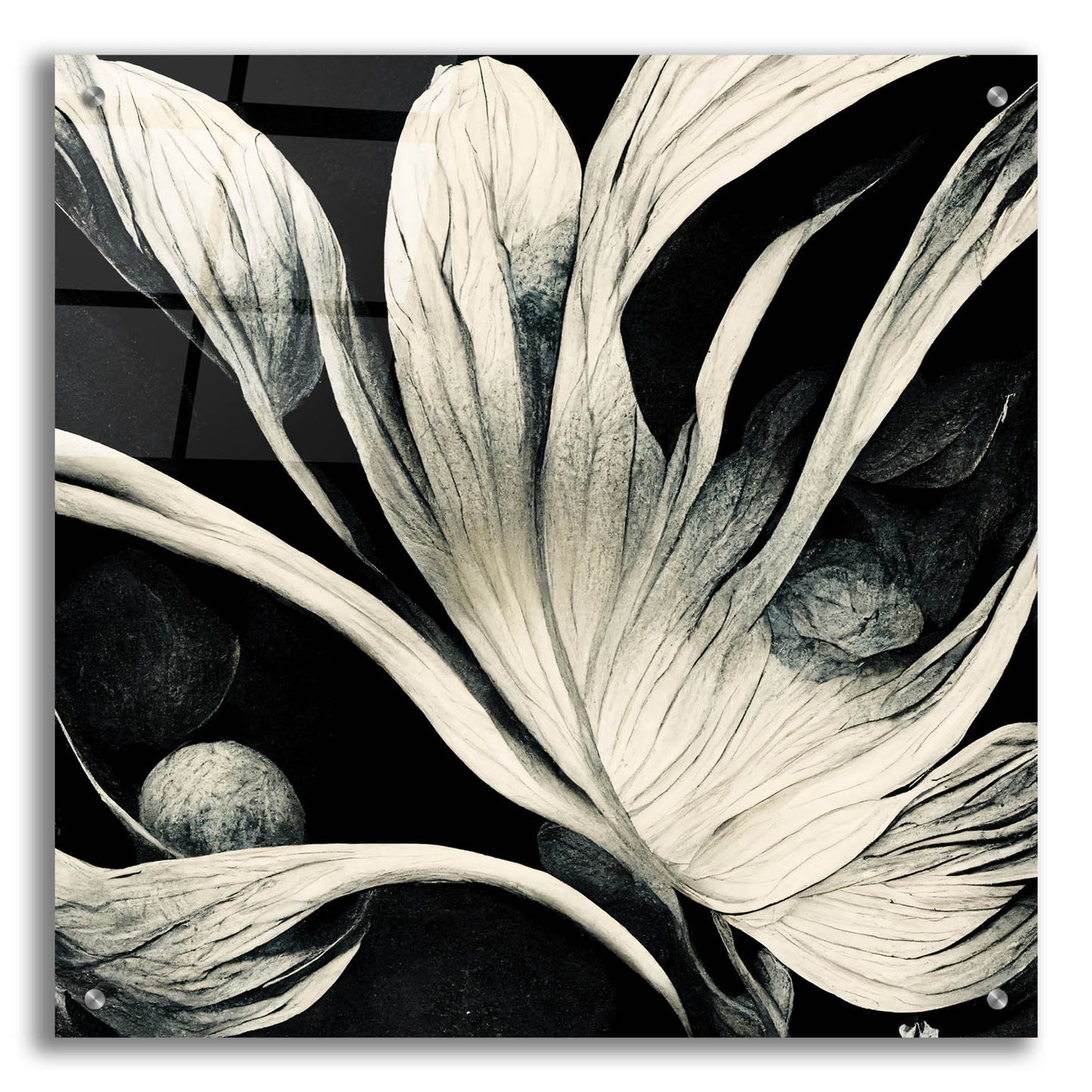 Epic Art 'Flowers Black White 29' by Ray Heere, Acrylic Glass Wall Art,24x24