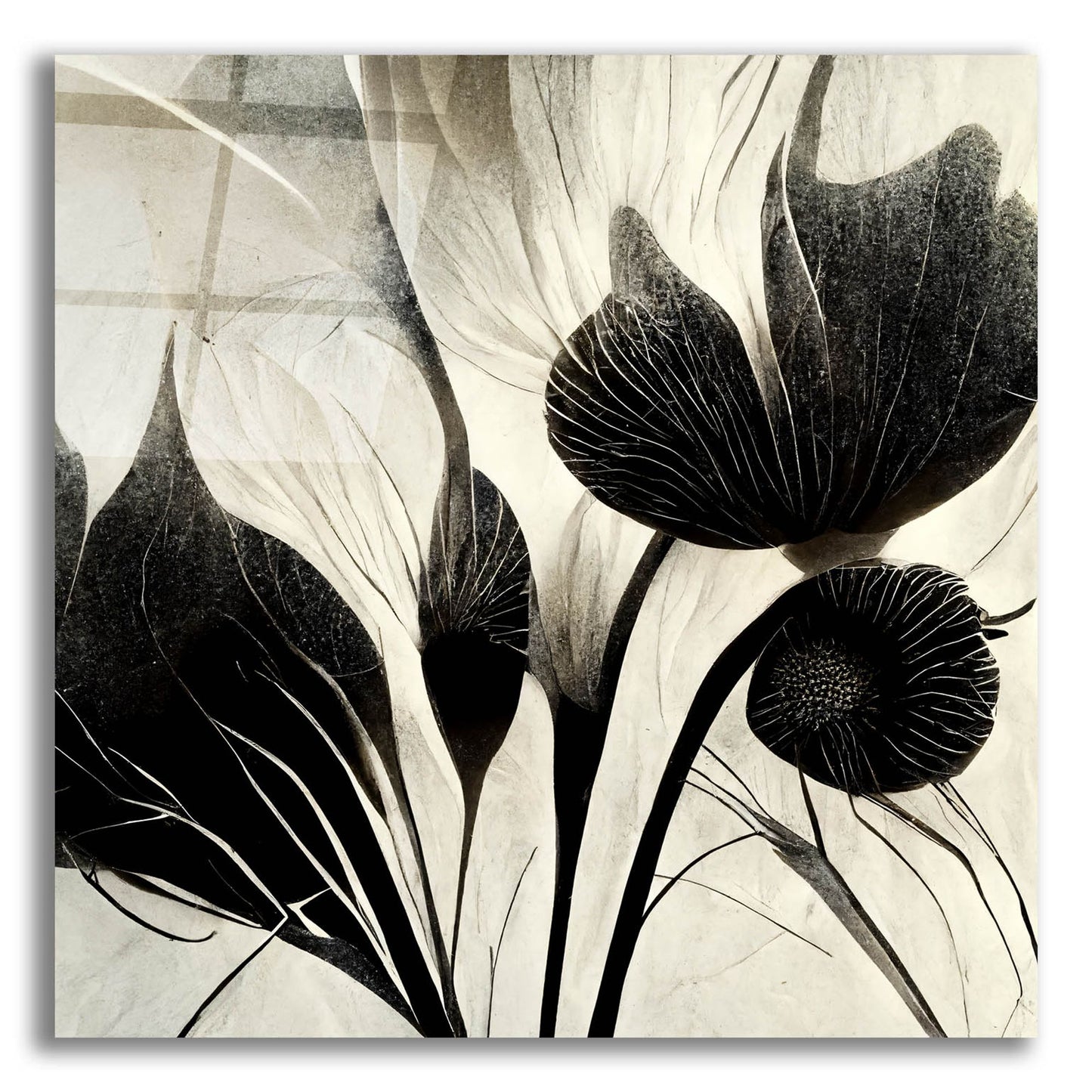 Epic Art 'Flowers Black White 31' by Ray Heere, Acrylic Glass Wall Art,12x12