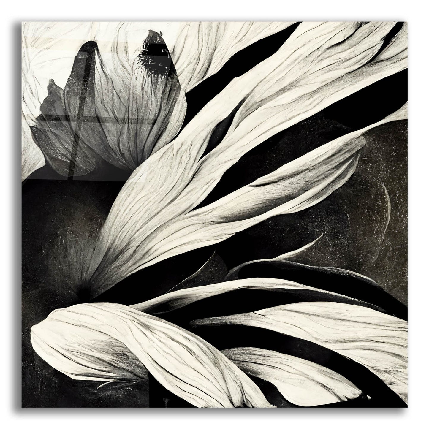 Epic Art 'Flowers Black White 35' by Ray Heere, Acrylic Glass Wall Art,12x12