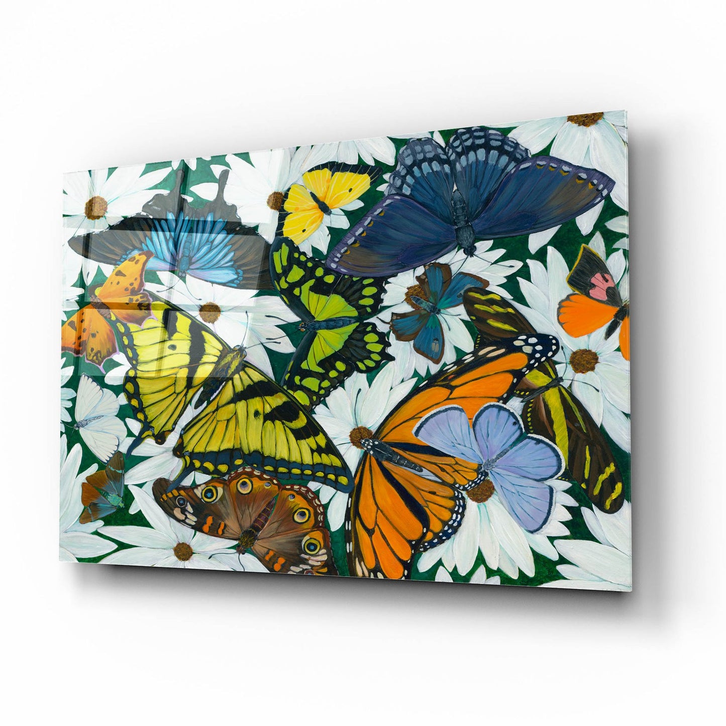 Epic Art 'Butterfly Collage' by Tim Marsh, Acrylic Glass Wall Art,16x12