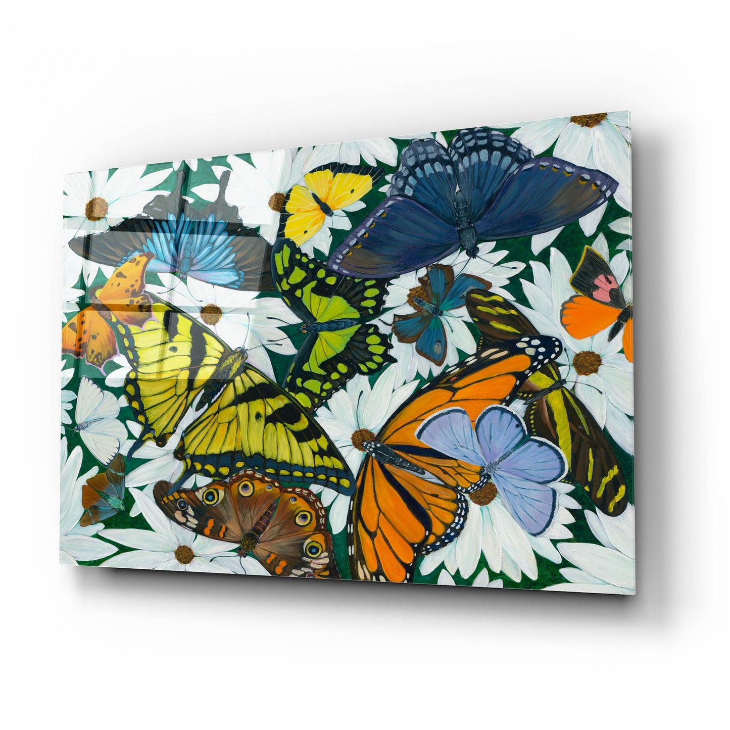 Epic Art 'Butterfly Collage' by Tim Marsh, Acrylic Glass Wall Art,24x16