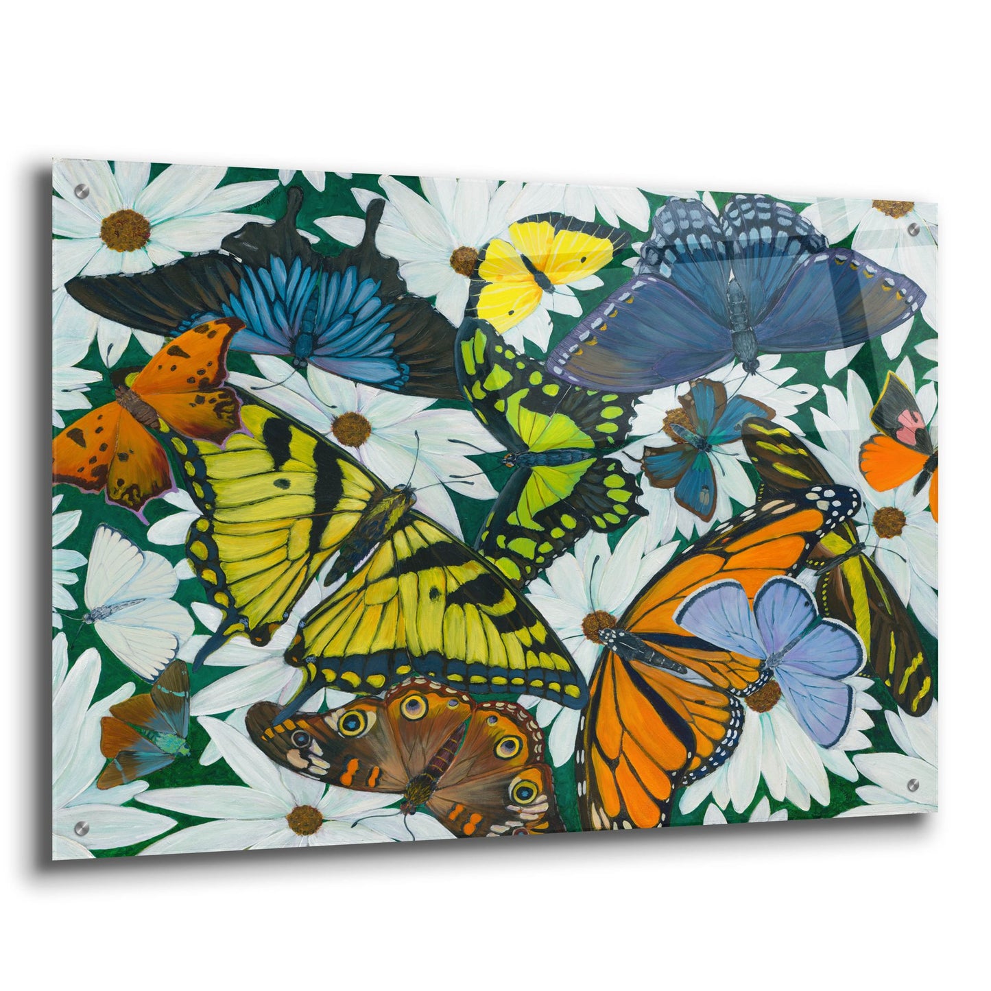 Epic Art 'Butterfly Collage' by Tim Marsh, Acrylic Glass Wall Art,36x24