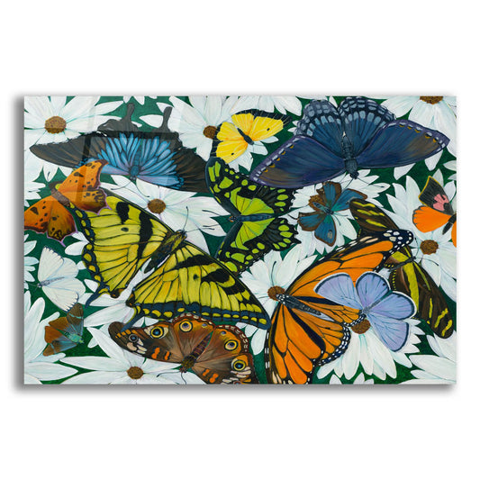 Epic Art 'Butterfly Collage' by Tim Marsh, Acrylic Glass Wall Art