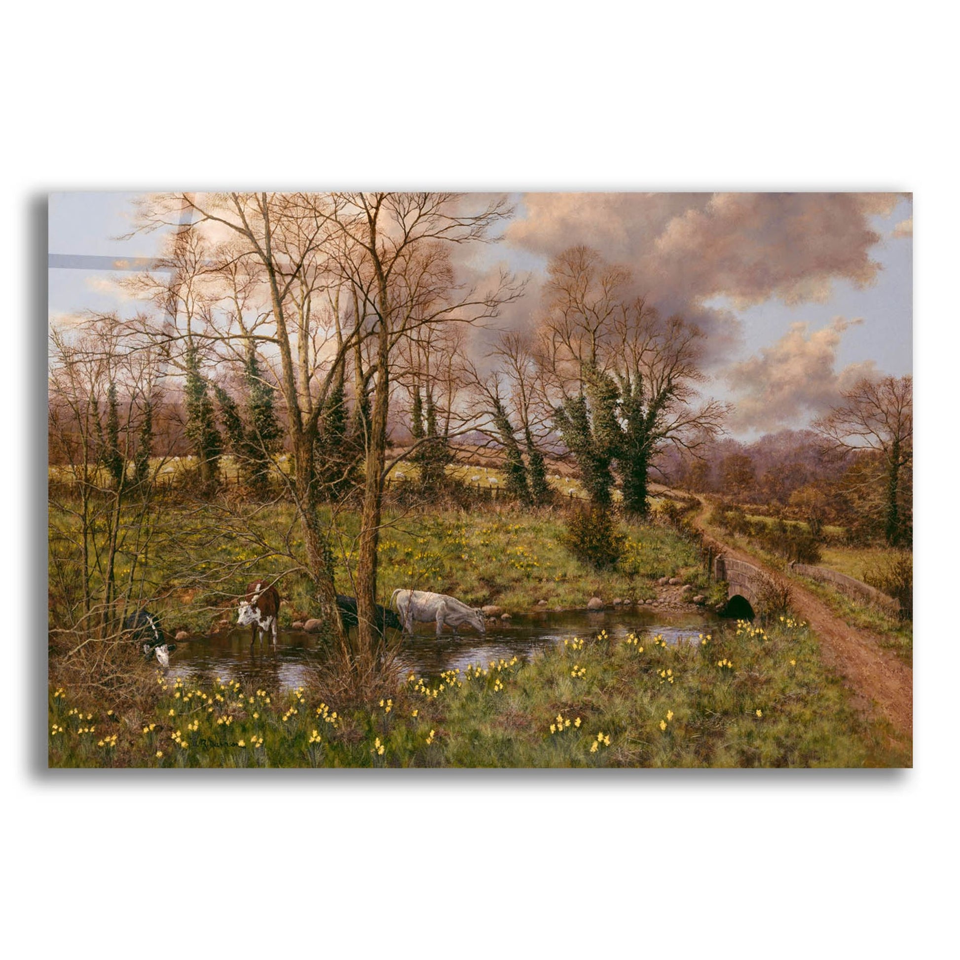 Epic Art 'Cattle And Daffodils' by Bill Makinson, Acrylic Glass Wall Art