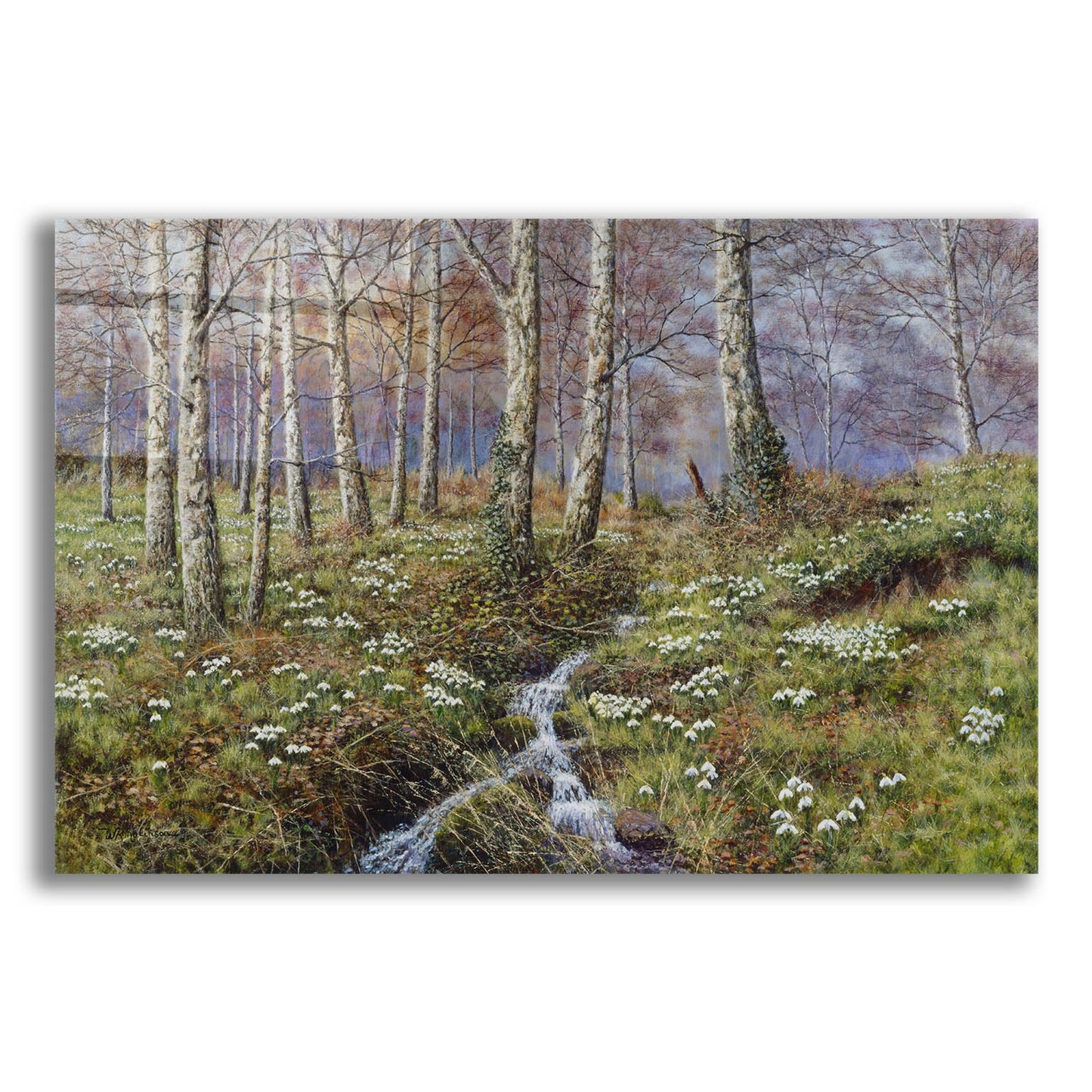 Epic Art 'Snowdrop Dell' by Bill Makinson, Acrylic Glass Wall Art,16x12