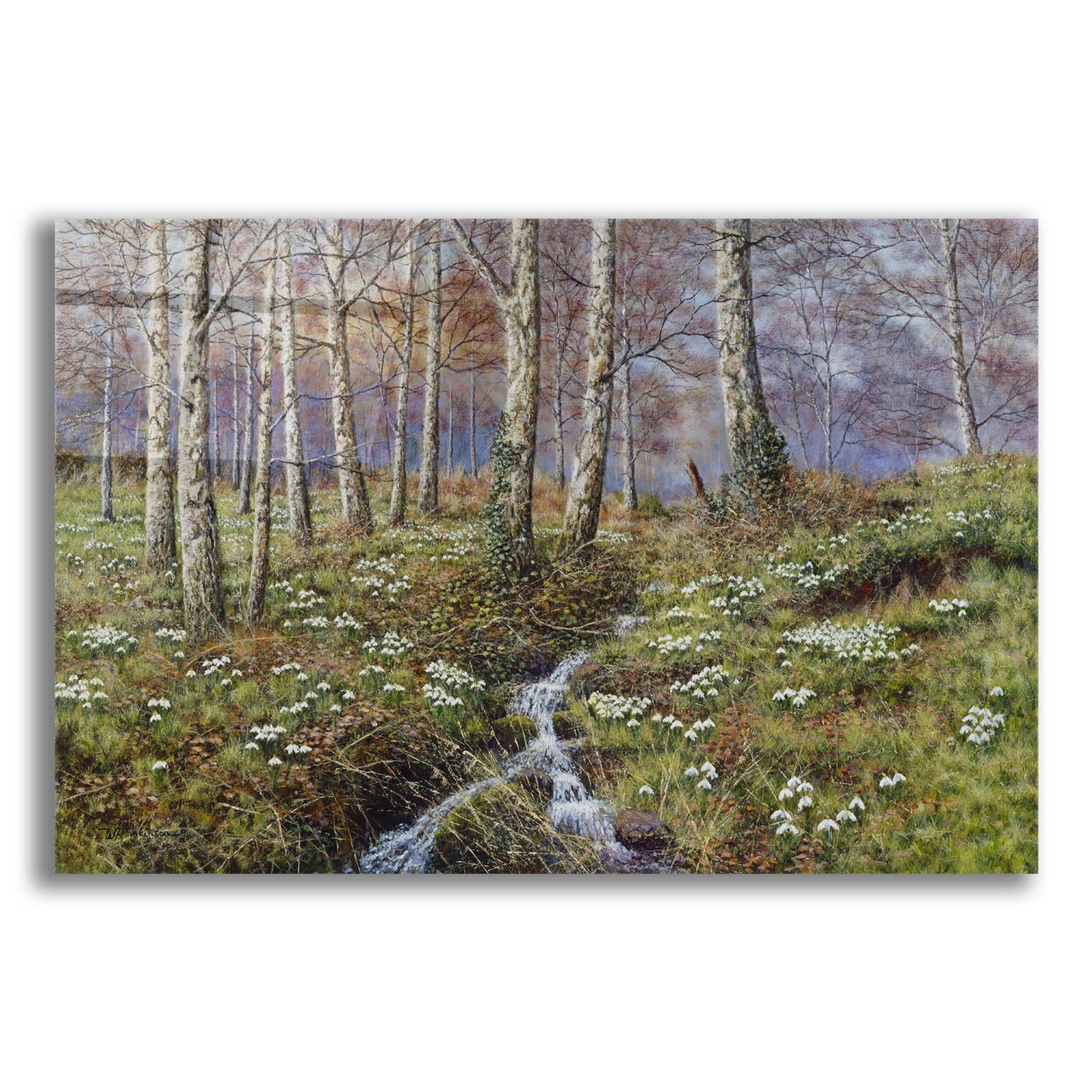 Epic Art 'Snowdrop Dell' by Bill Makinson, Acrylic Glass Wall Art,24x16